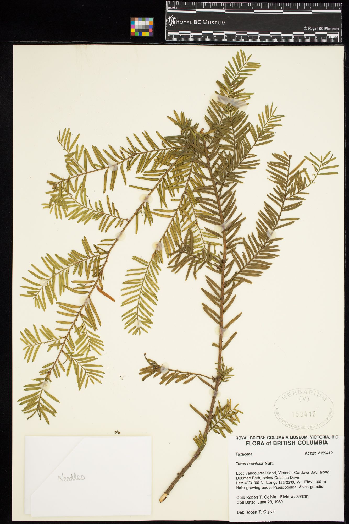 Image representing Taxus brevifolia.