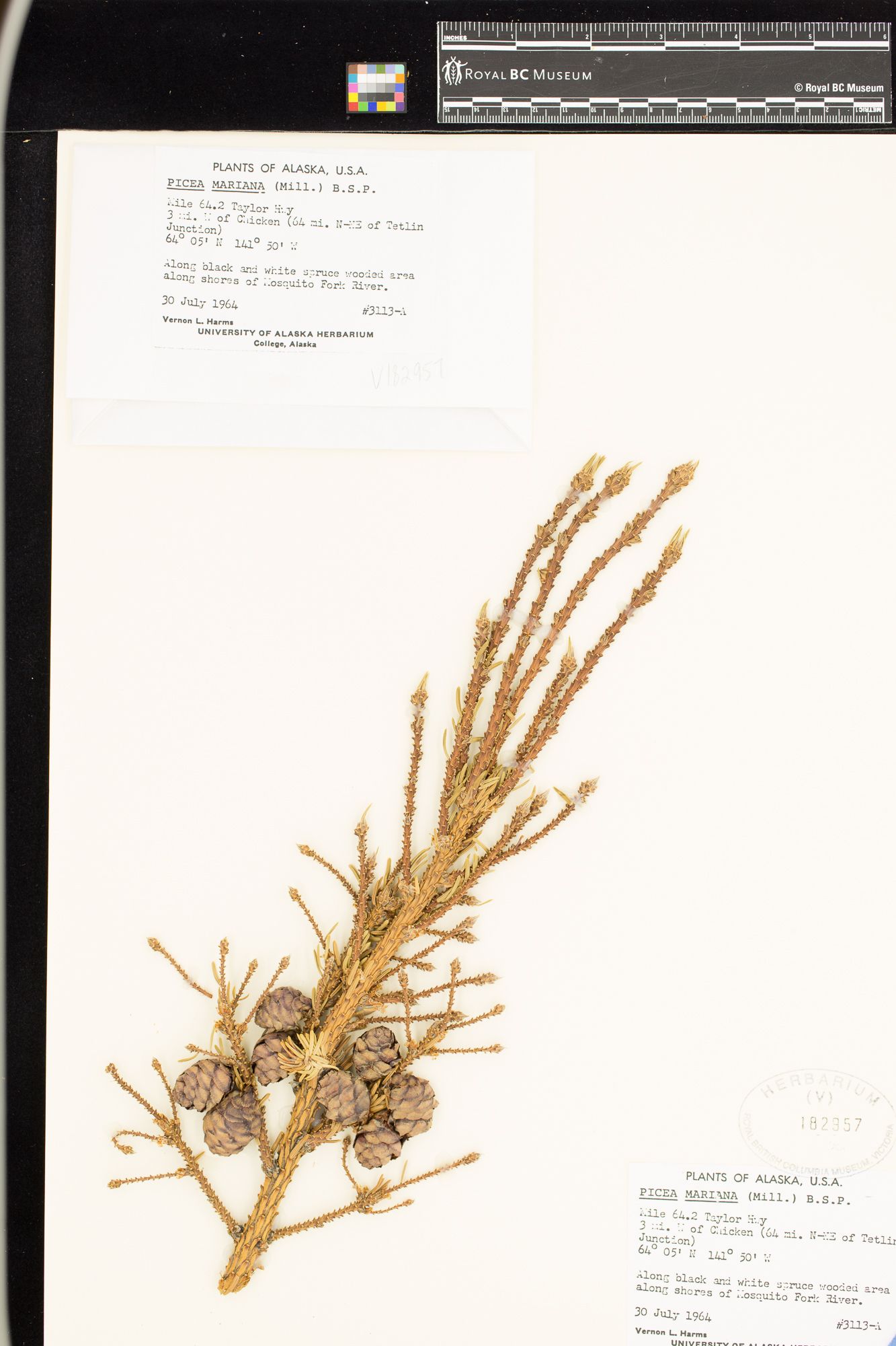 Image representing Picea mariana.