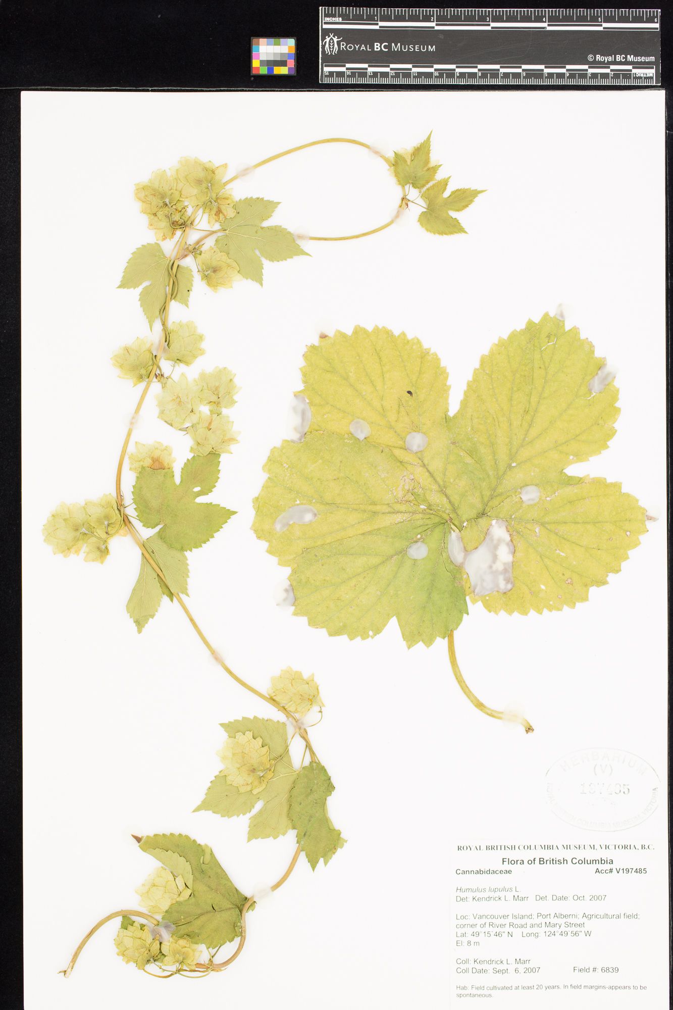 Image representing Humulus lupulus.