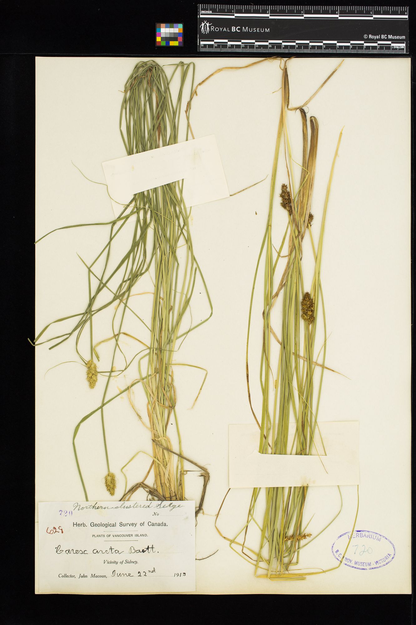 Image representing Carex arcta.