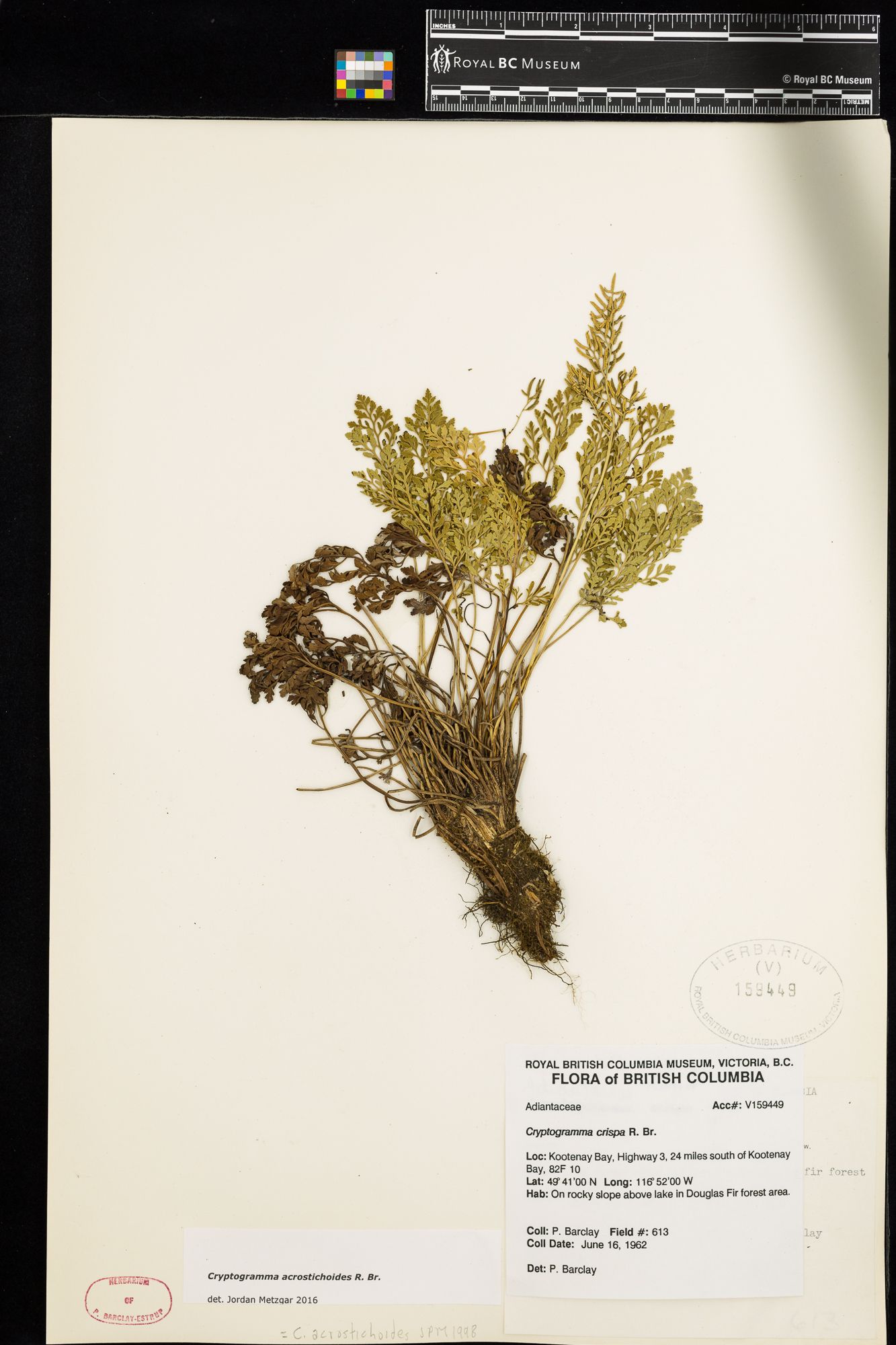 Image representing Cryptogramma crispa.