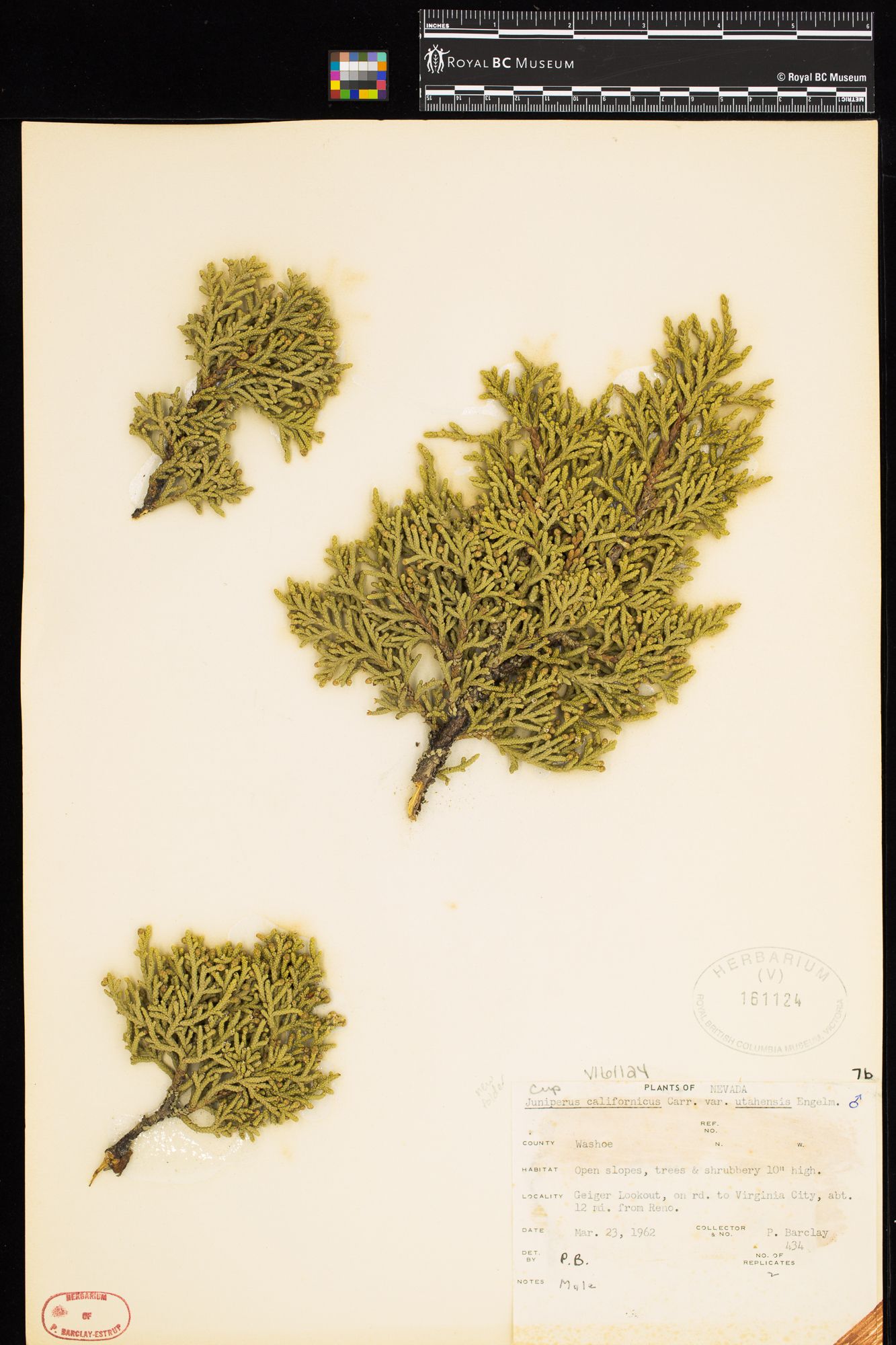 Image representing Juniperus californicus var. utahensis.