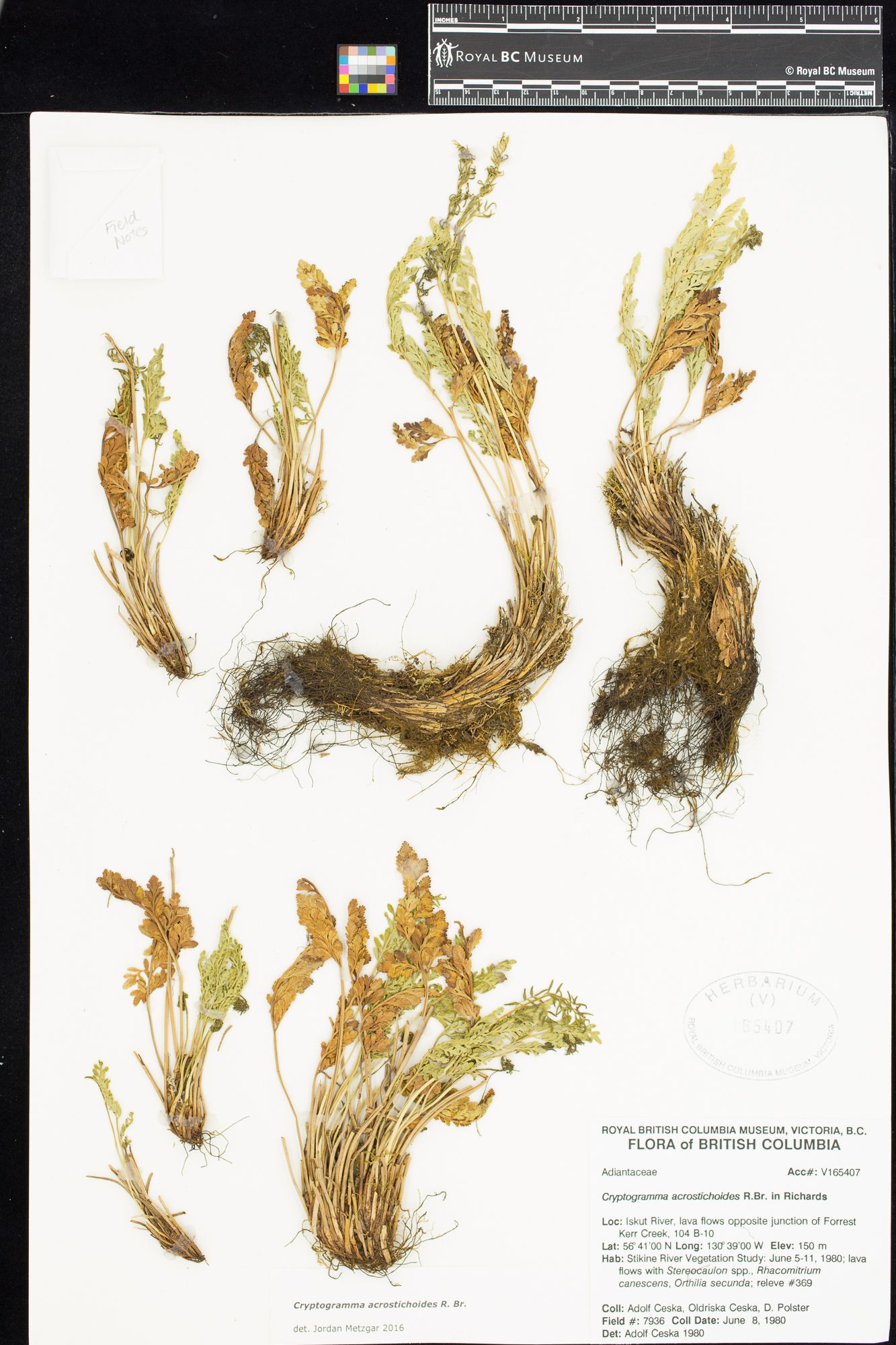 Image representing Cryptogramma acrostichoides.
