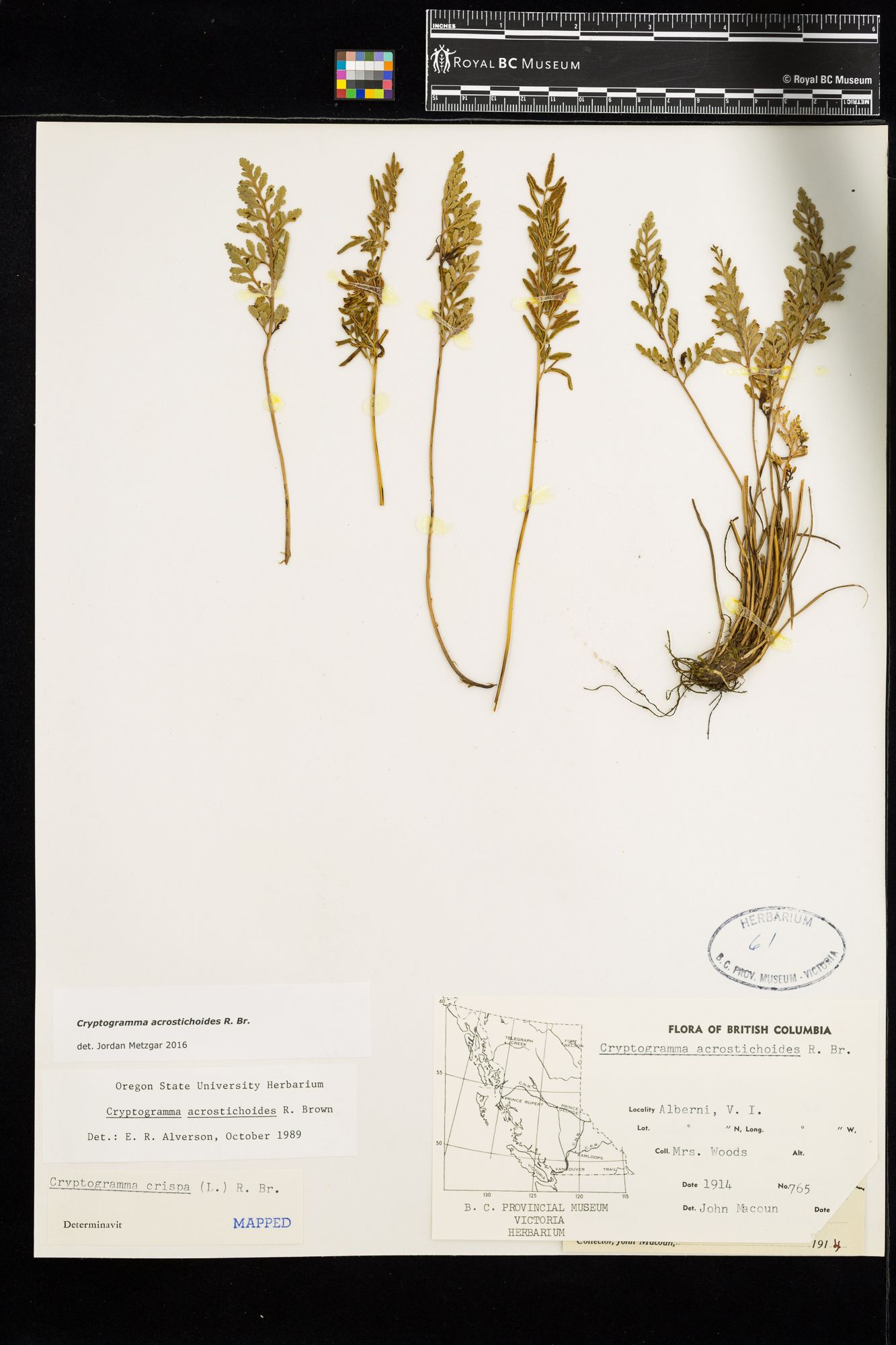 Image representing Cryptogramma acrostichoides.