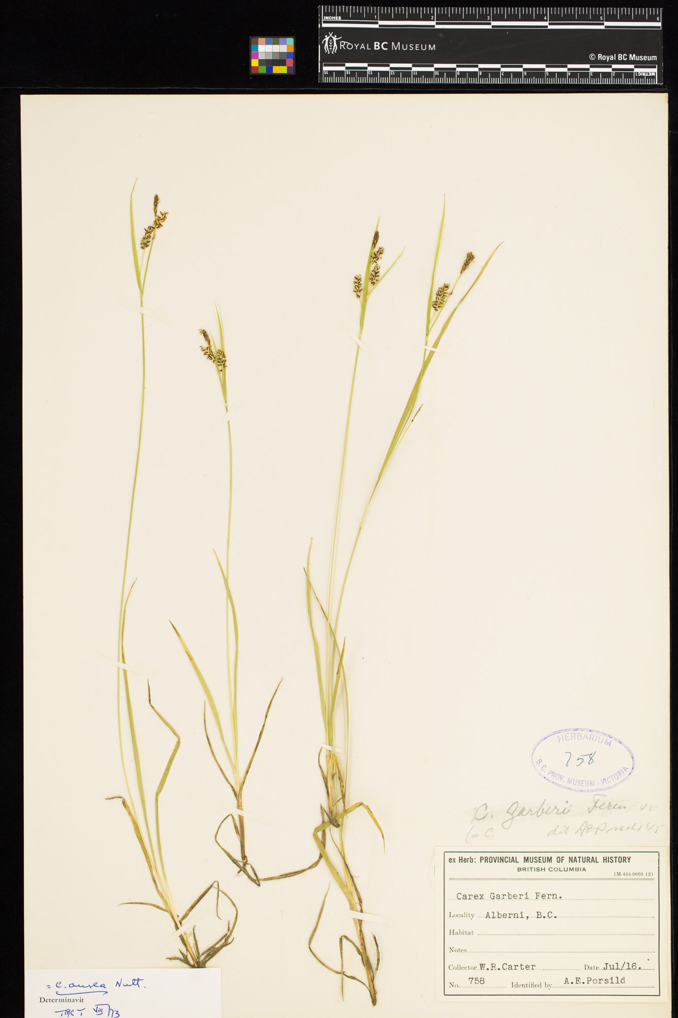 Image representing Carex aurea.