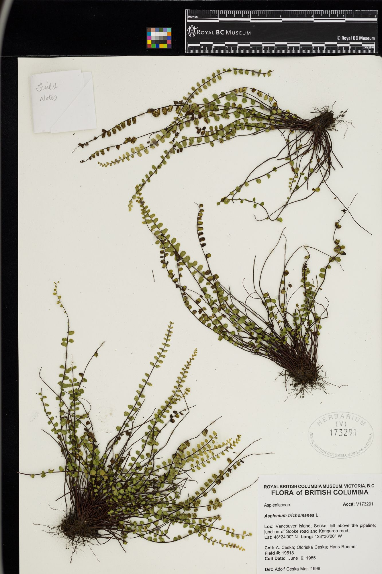 Image representing Asplenium trichomanes.
