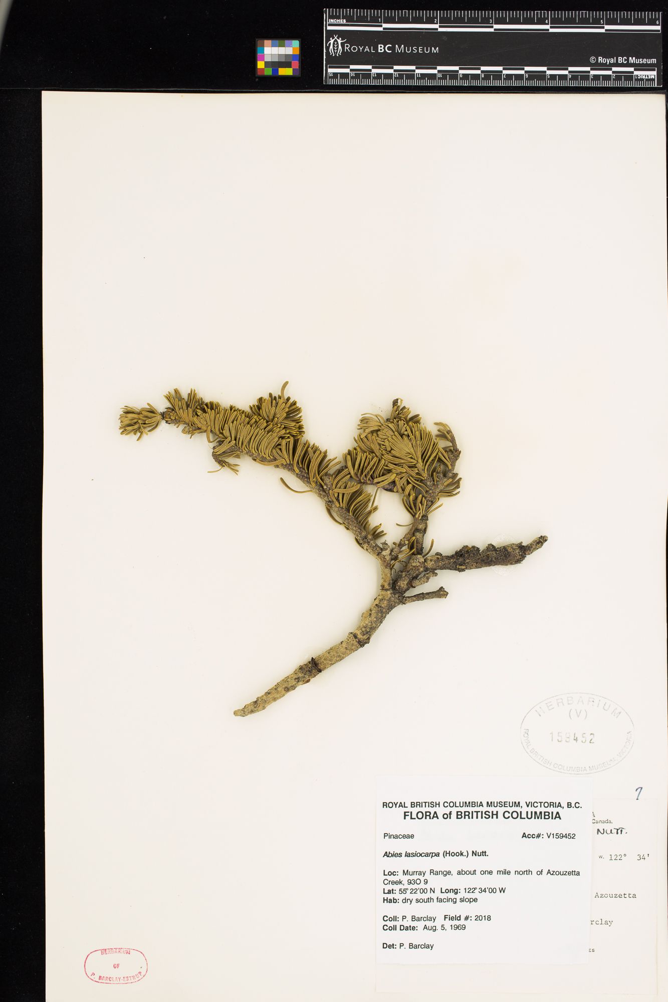 Image representing Abies lasiocarpa.