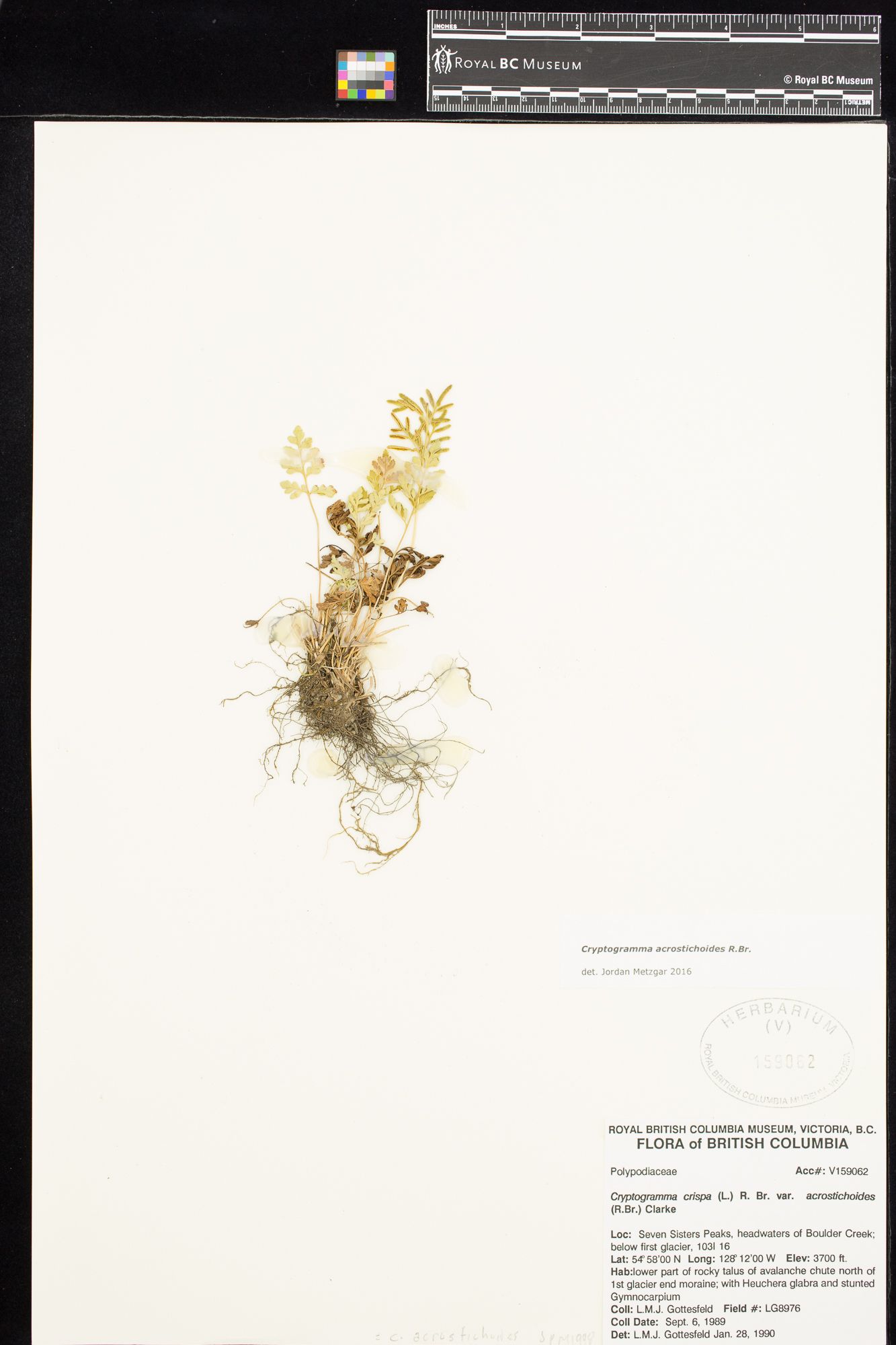Image representing Cryptogramma crispa var. acrostichoides.