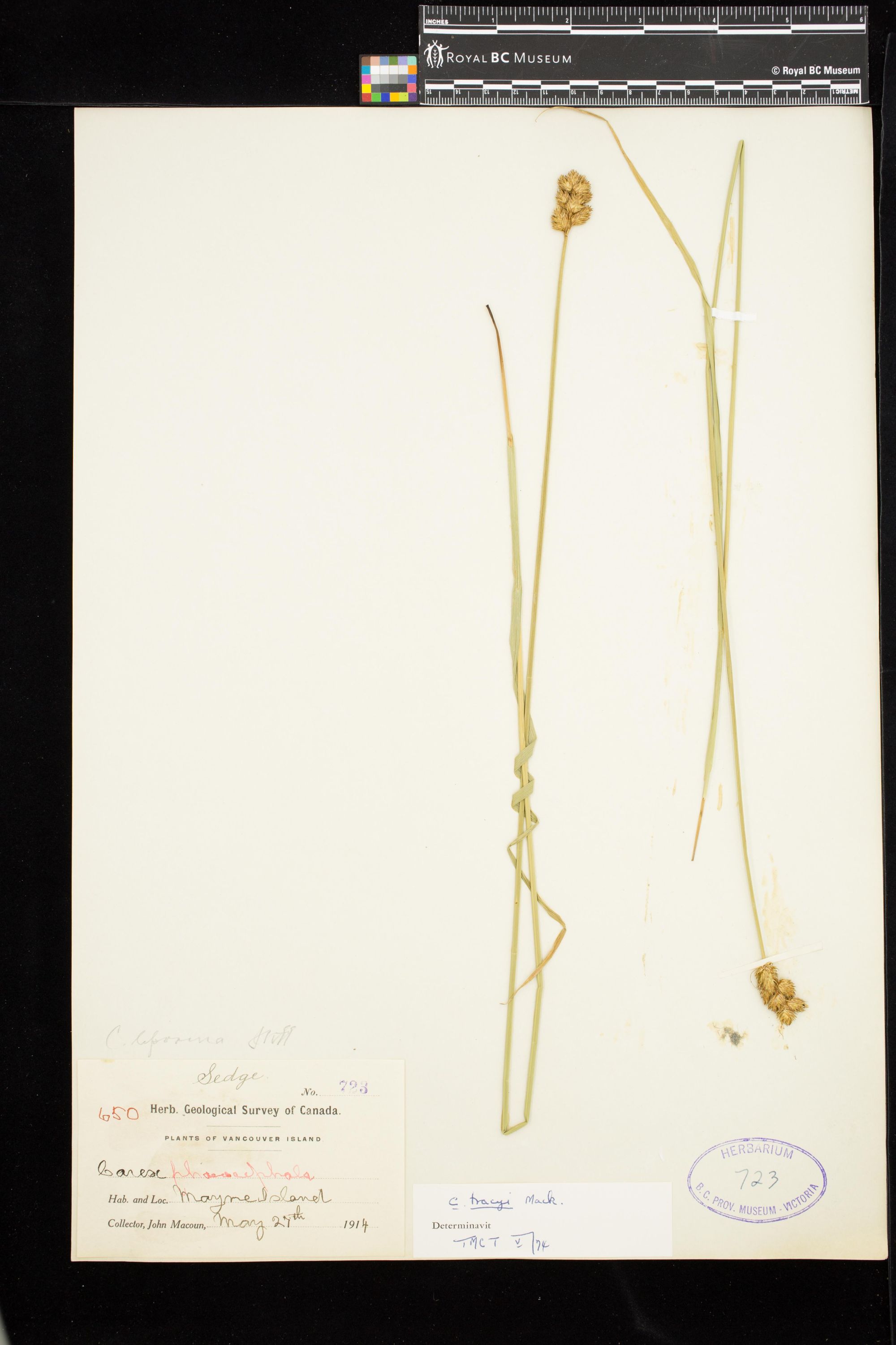 Image representing Carex ovalis.