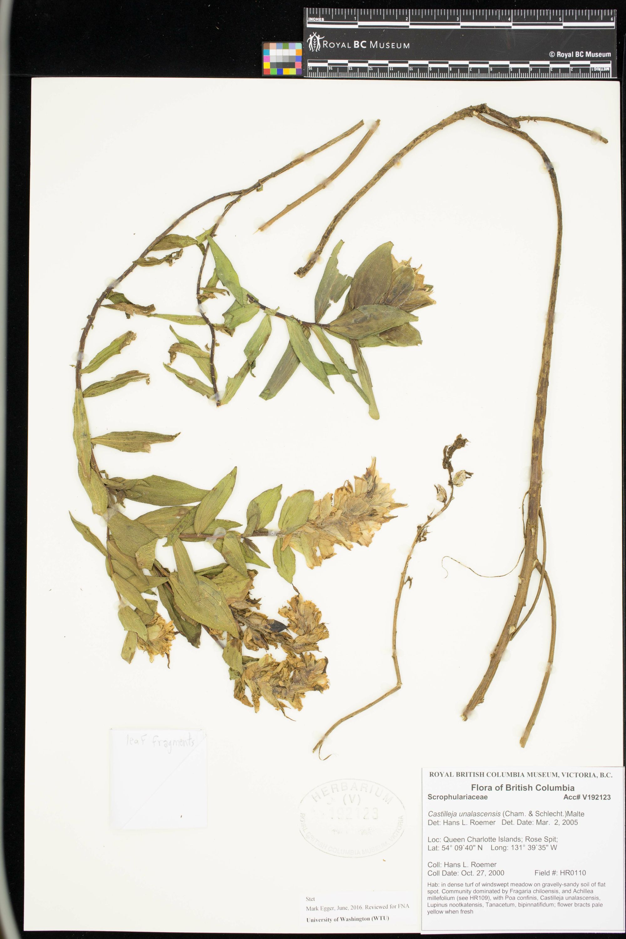 Image representing Castilleja unalaschcensis.