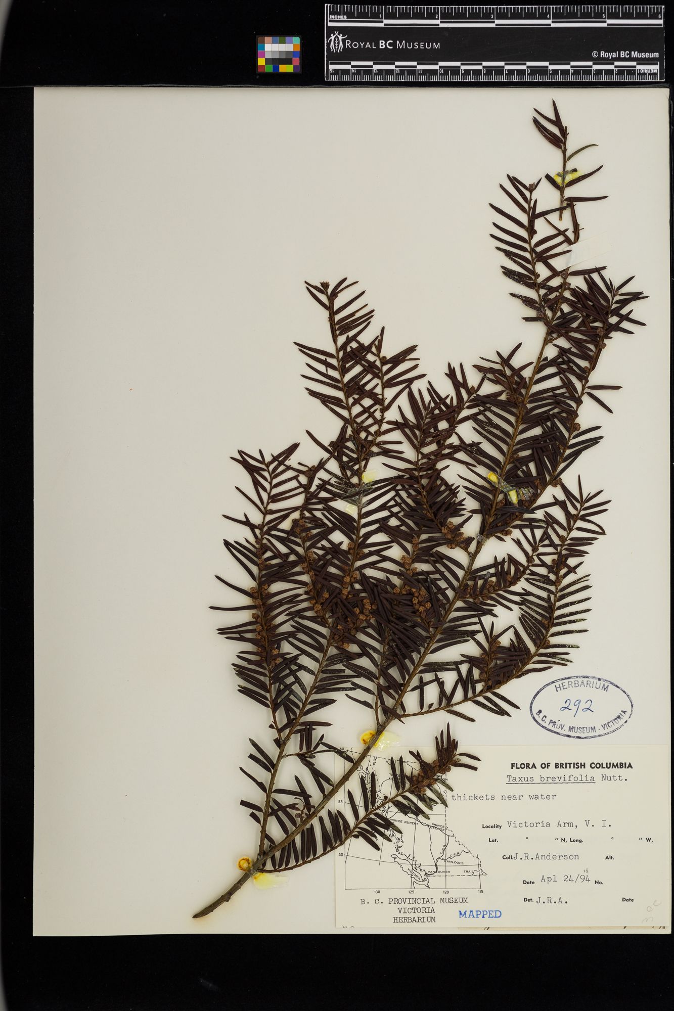 Image representing Taxus brevifolia.