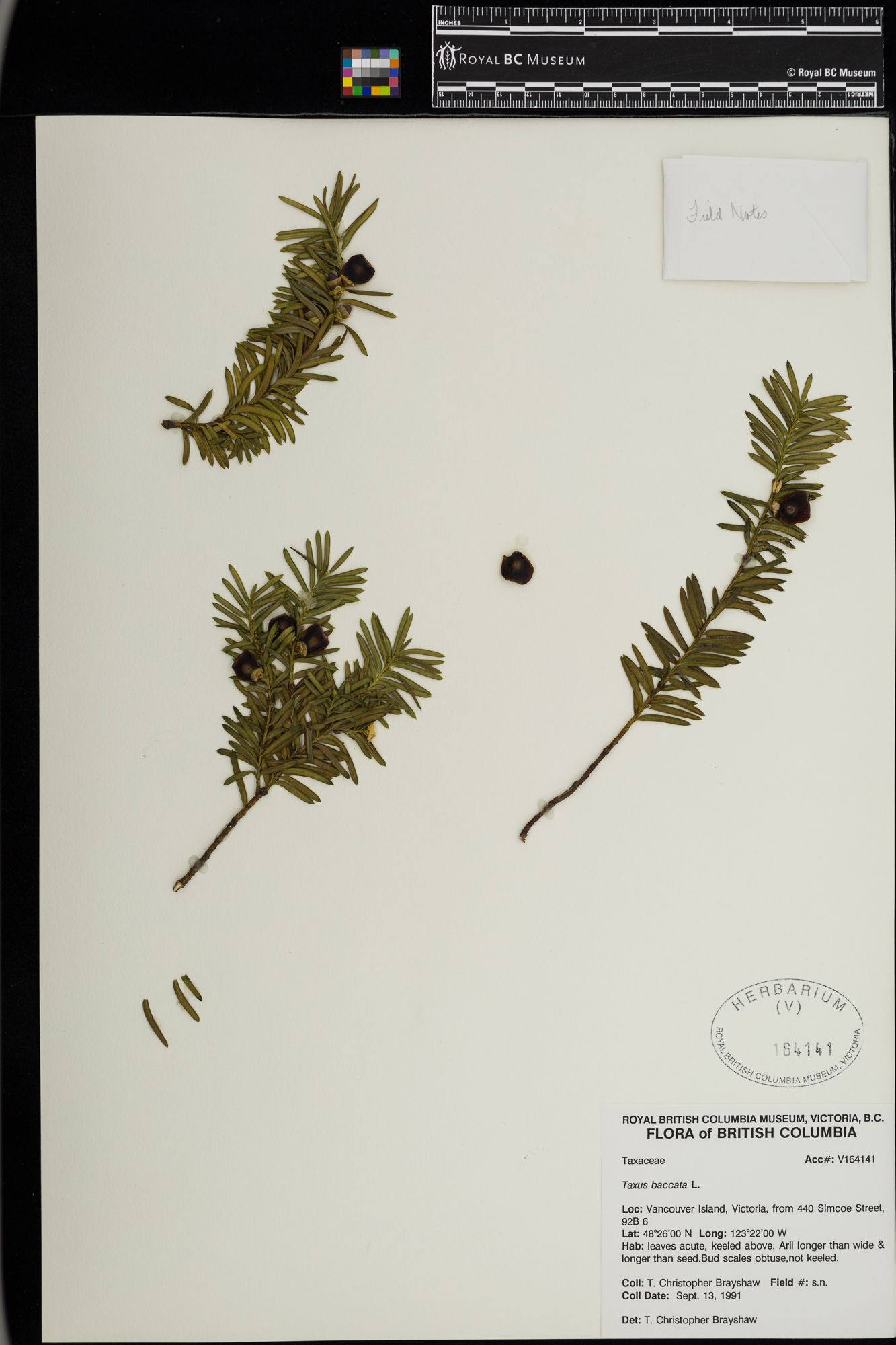 Image representing Taxus baccata.