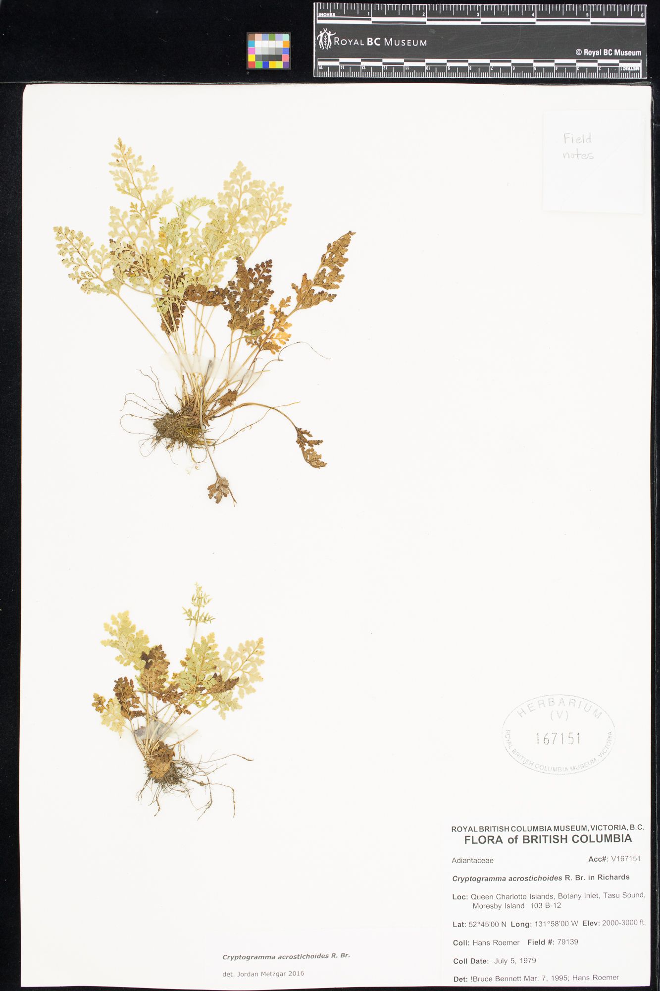 Image representing Cryptogramma acrostichoides.