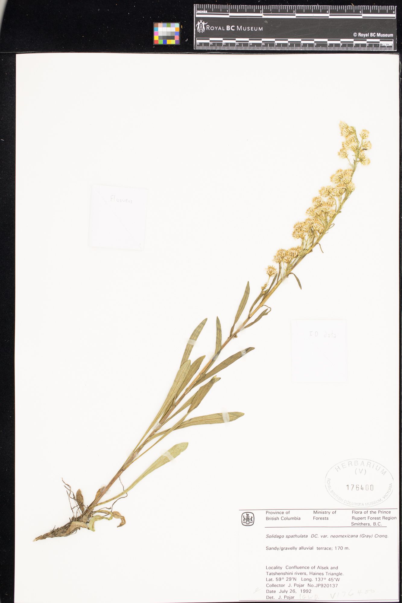 Image representing Solidago glutinosa.