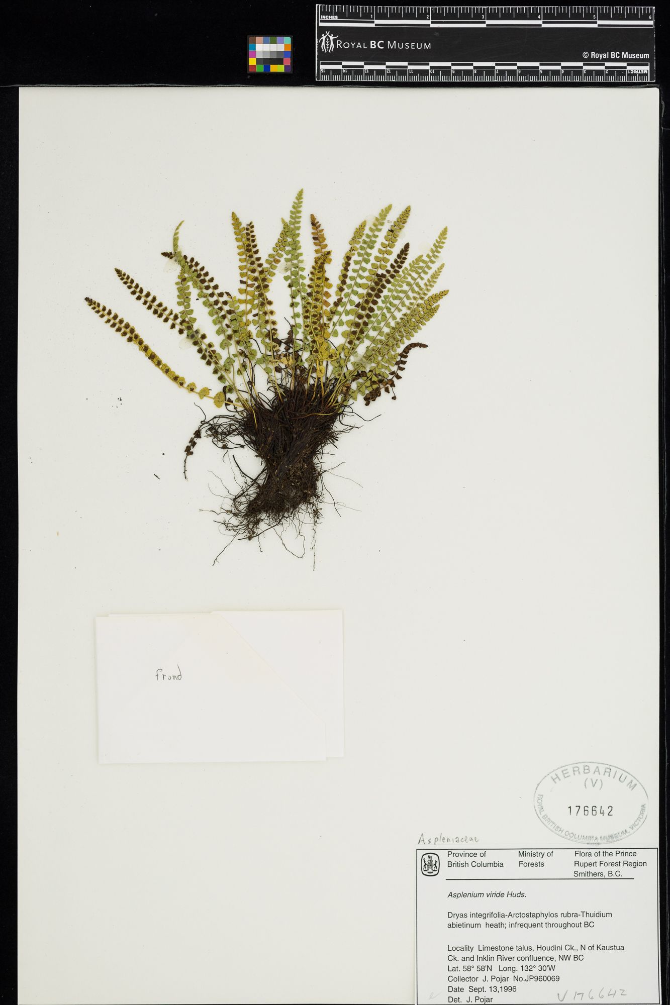 Image representing Asplenium viride.
