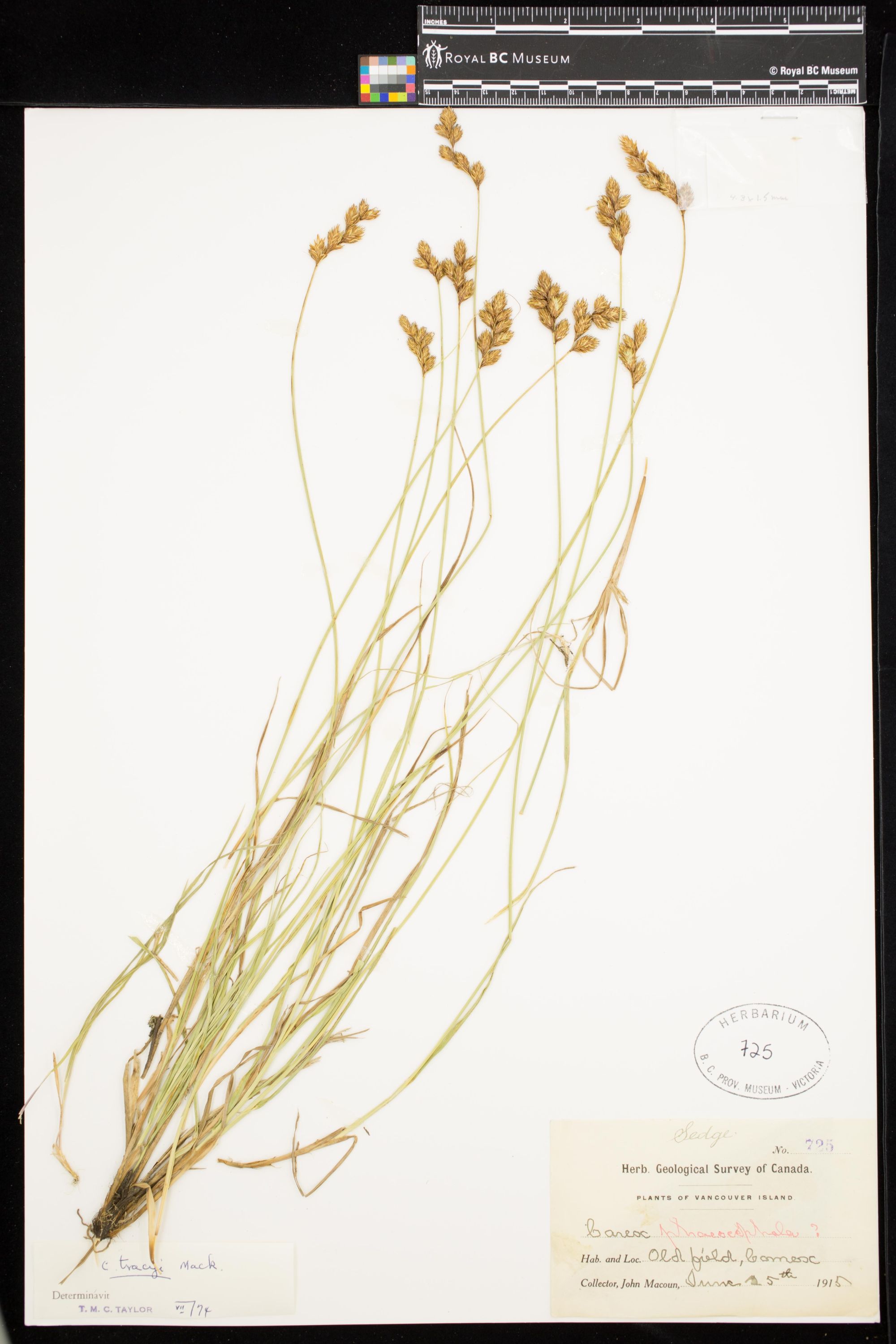 Image representing Carex ovalis.
