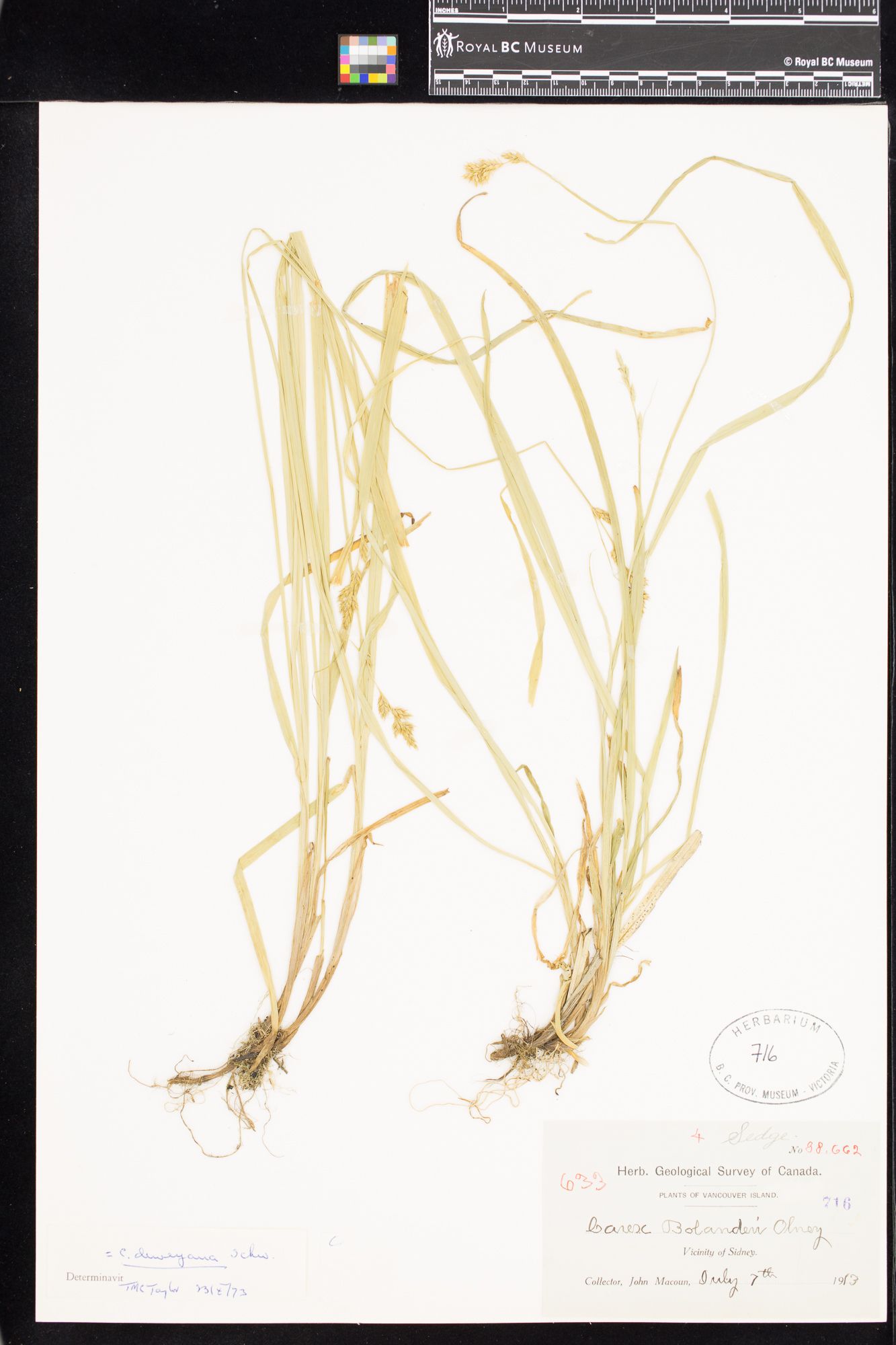 Image representing Carex deweyana.