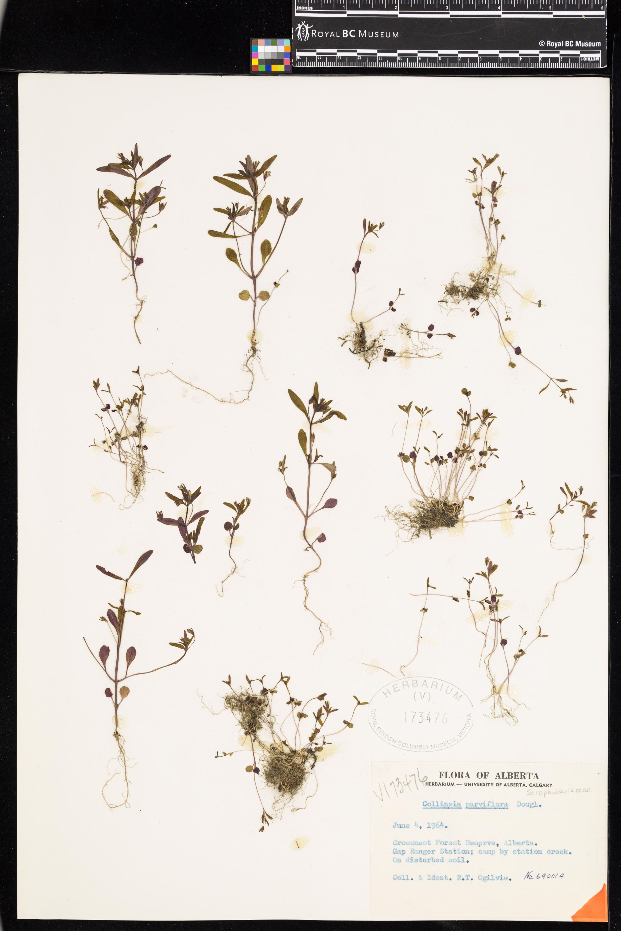 Image representing Collinsia parviflora.