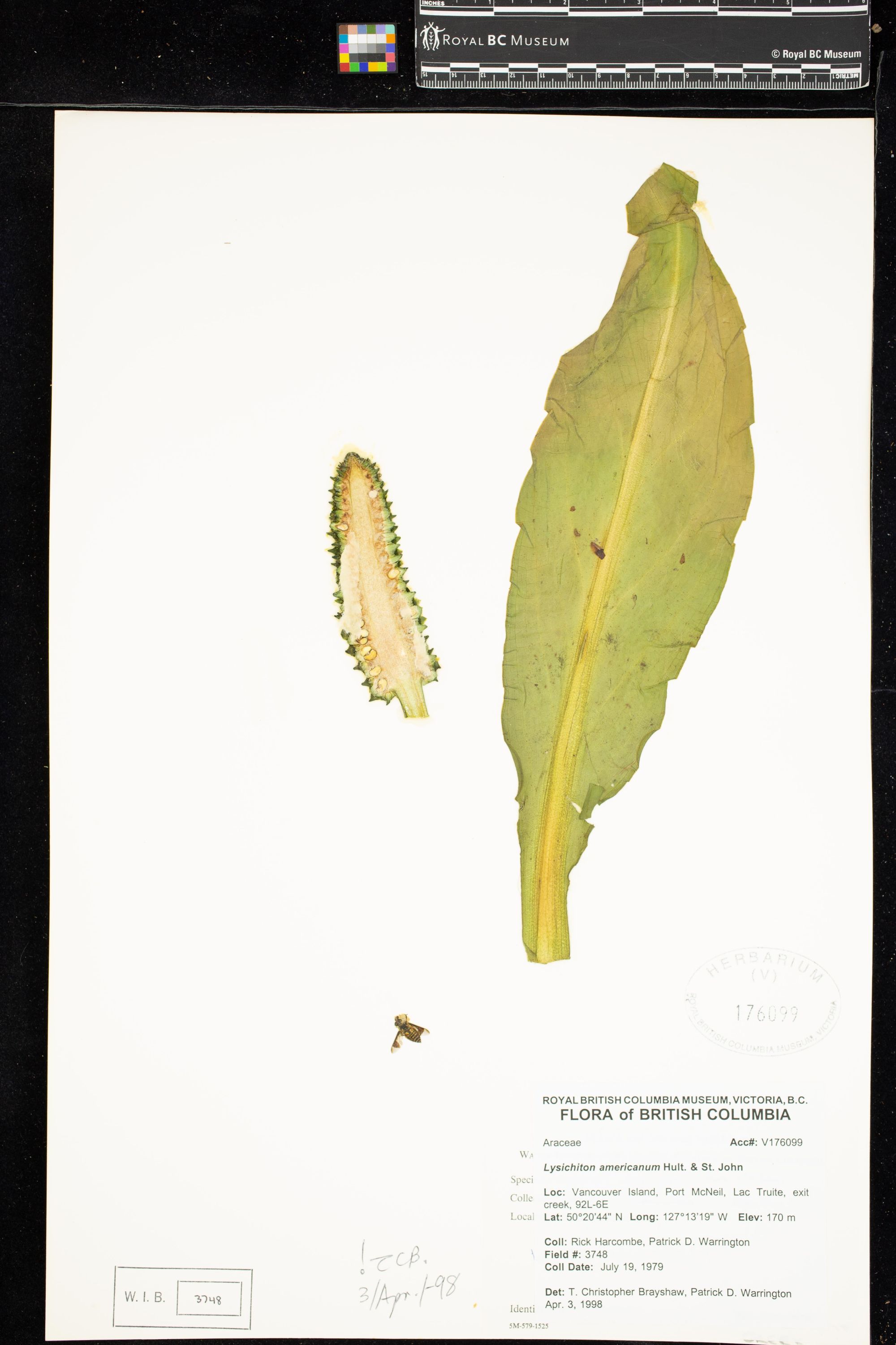 Image representing Lysichiton americanum.
