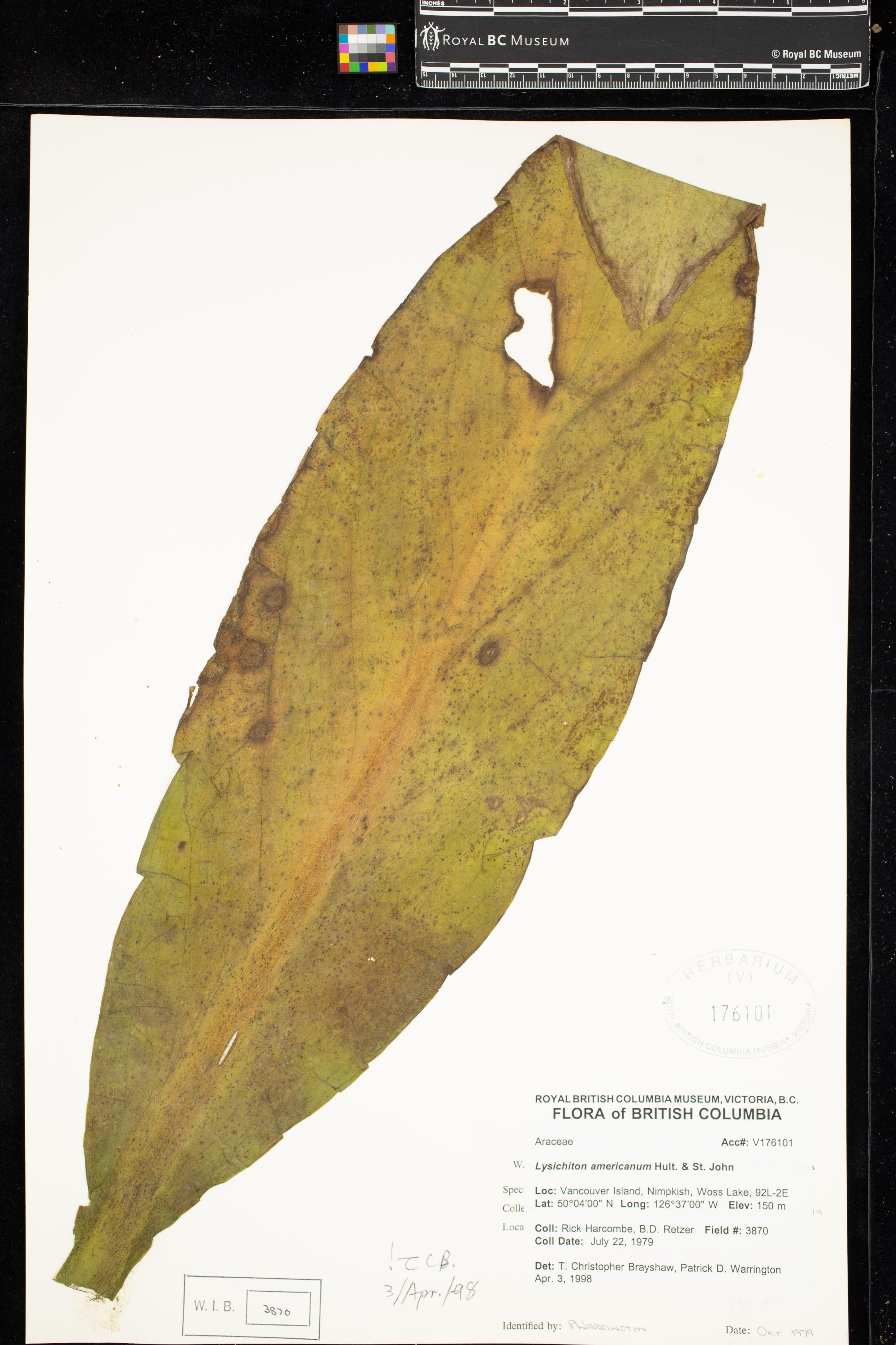 Image representing Lysichiton americanum.