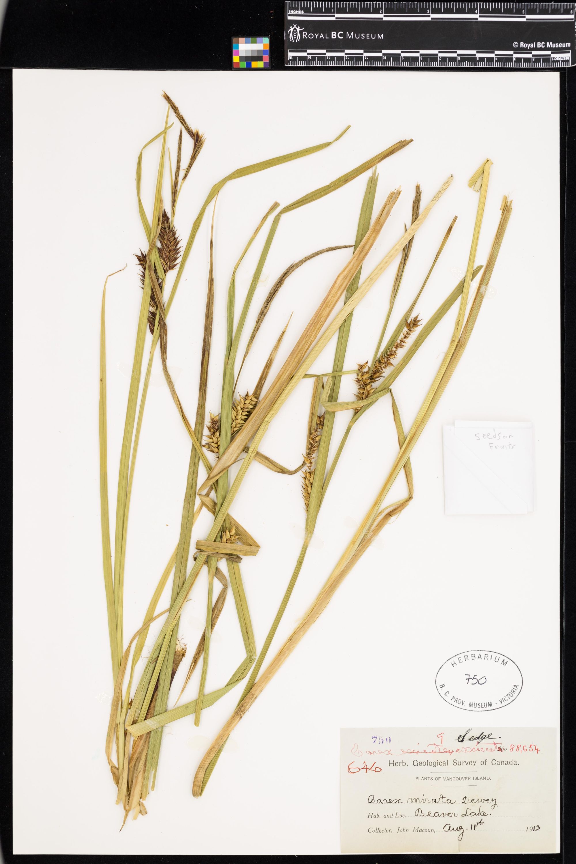 Image representing Carex exsiccata.