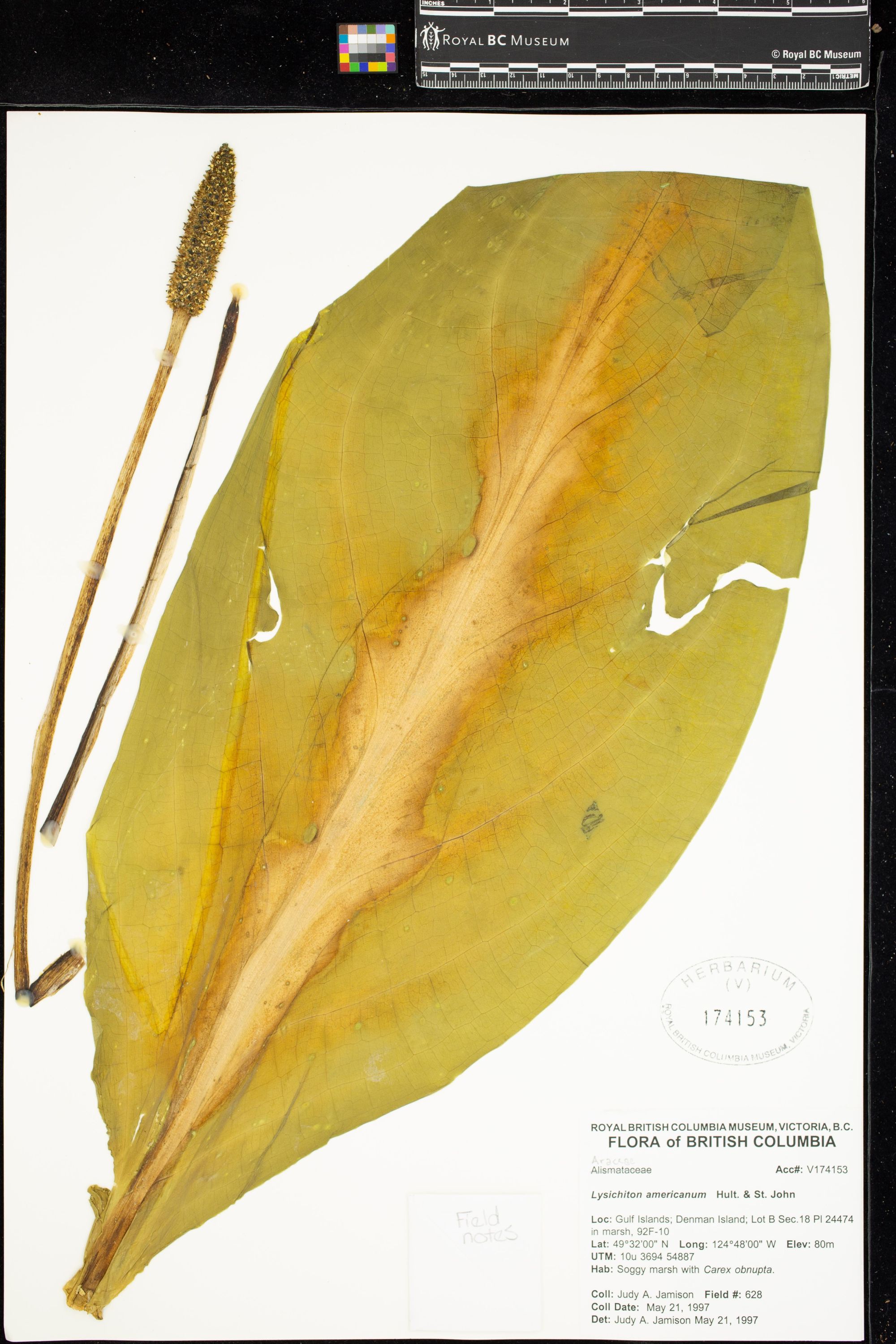 Image representing Lysichiton americanum.