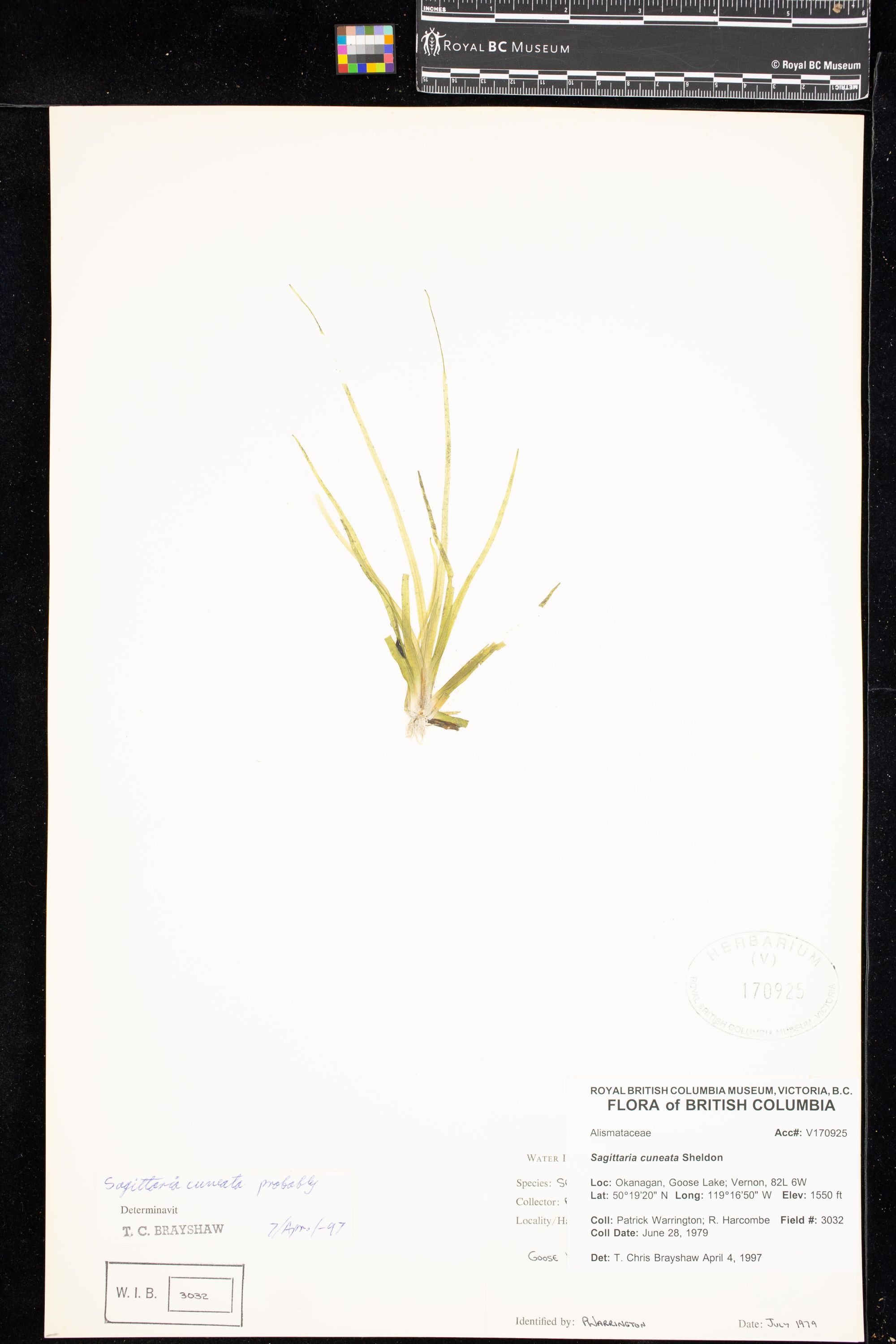 Image representing Sagittaria cuneata.