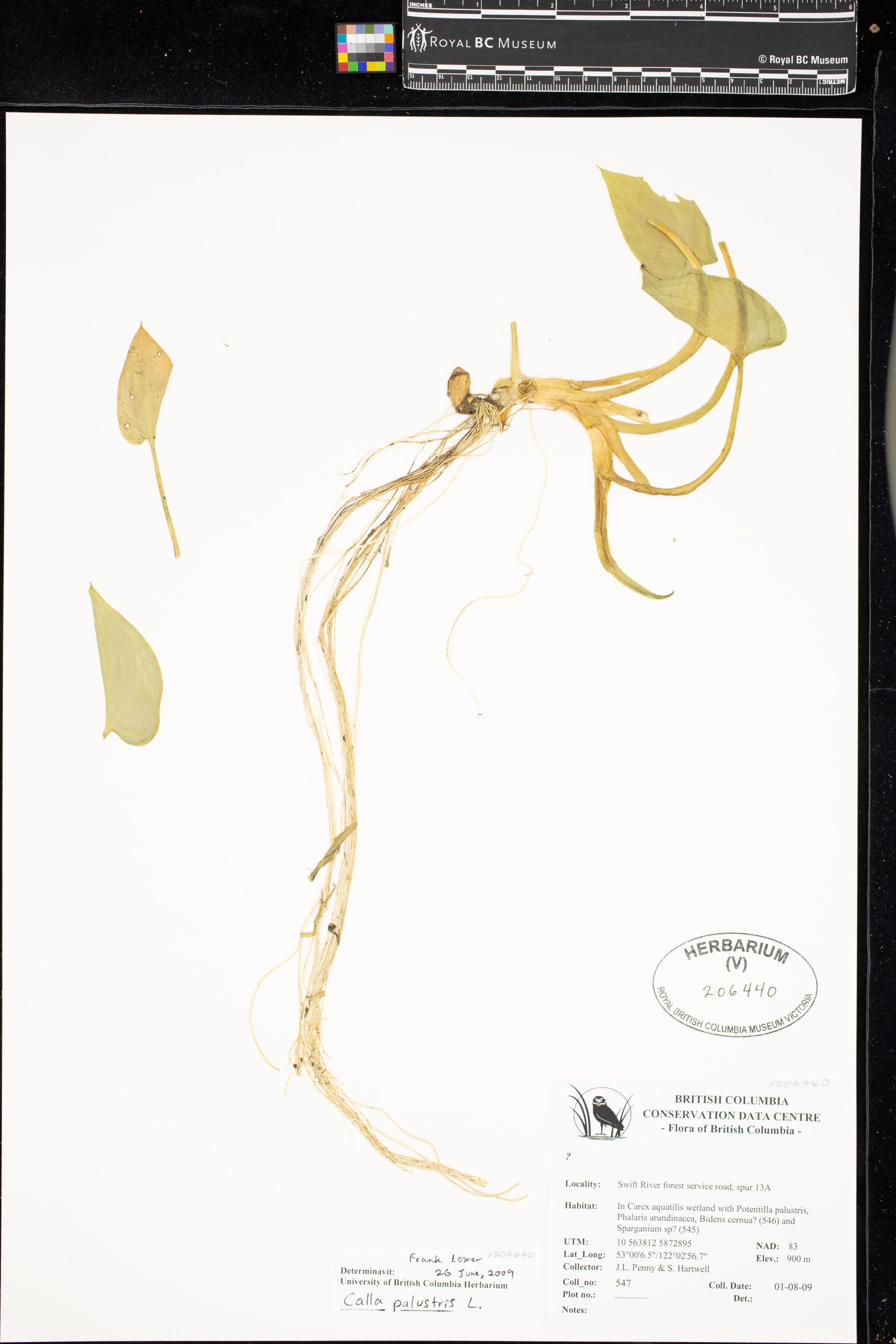 Image representing Calla palustris.