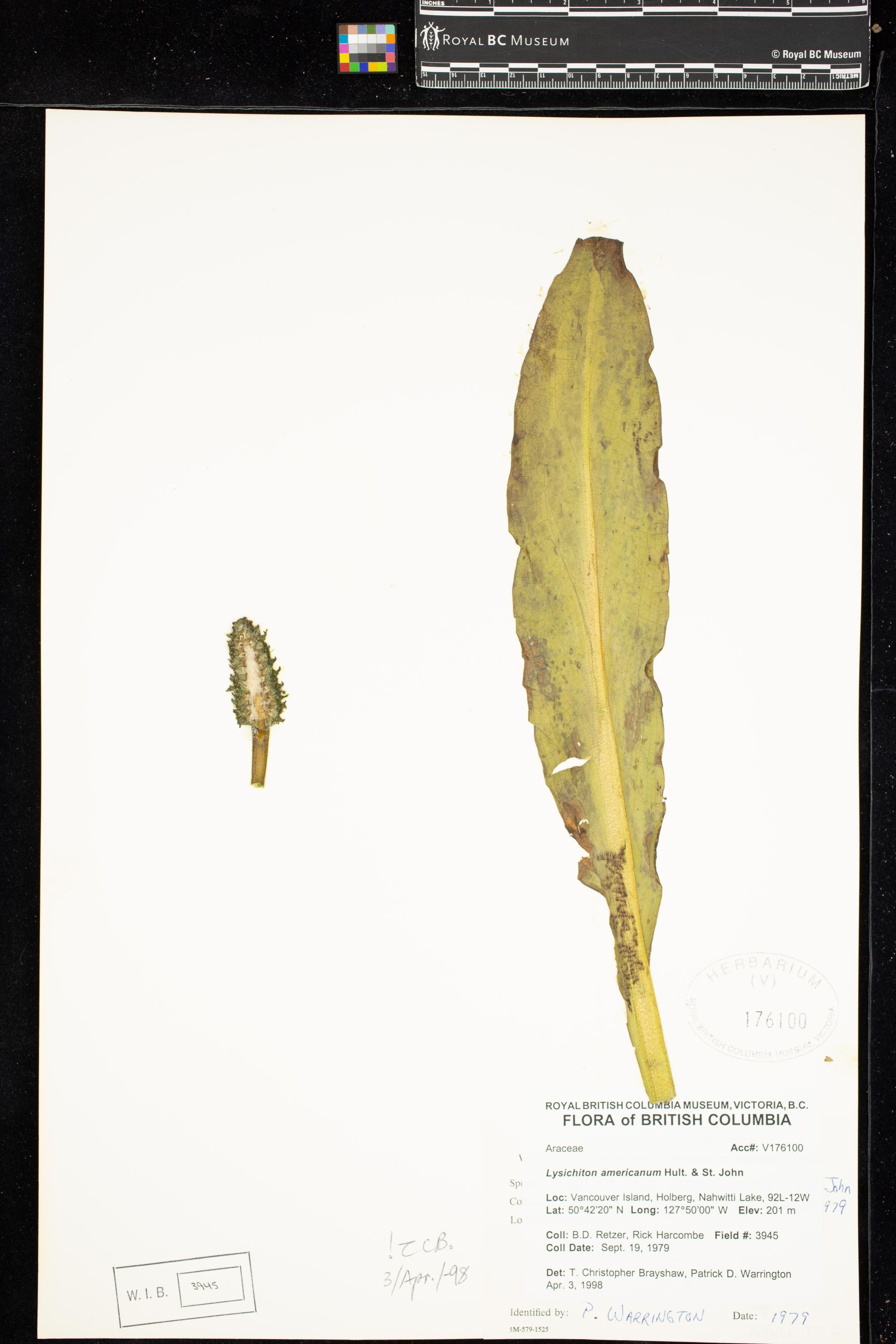 Image representing Lysichiton americanum.
