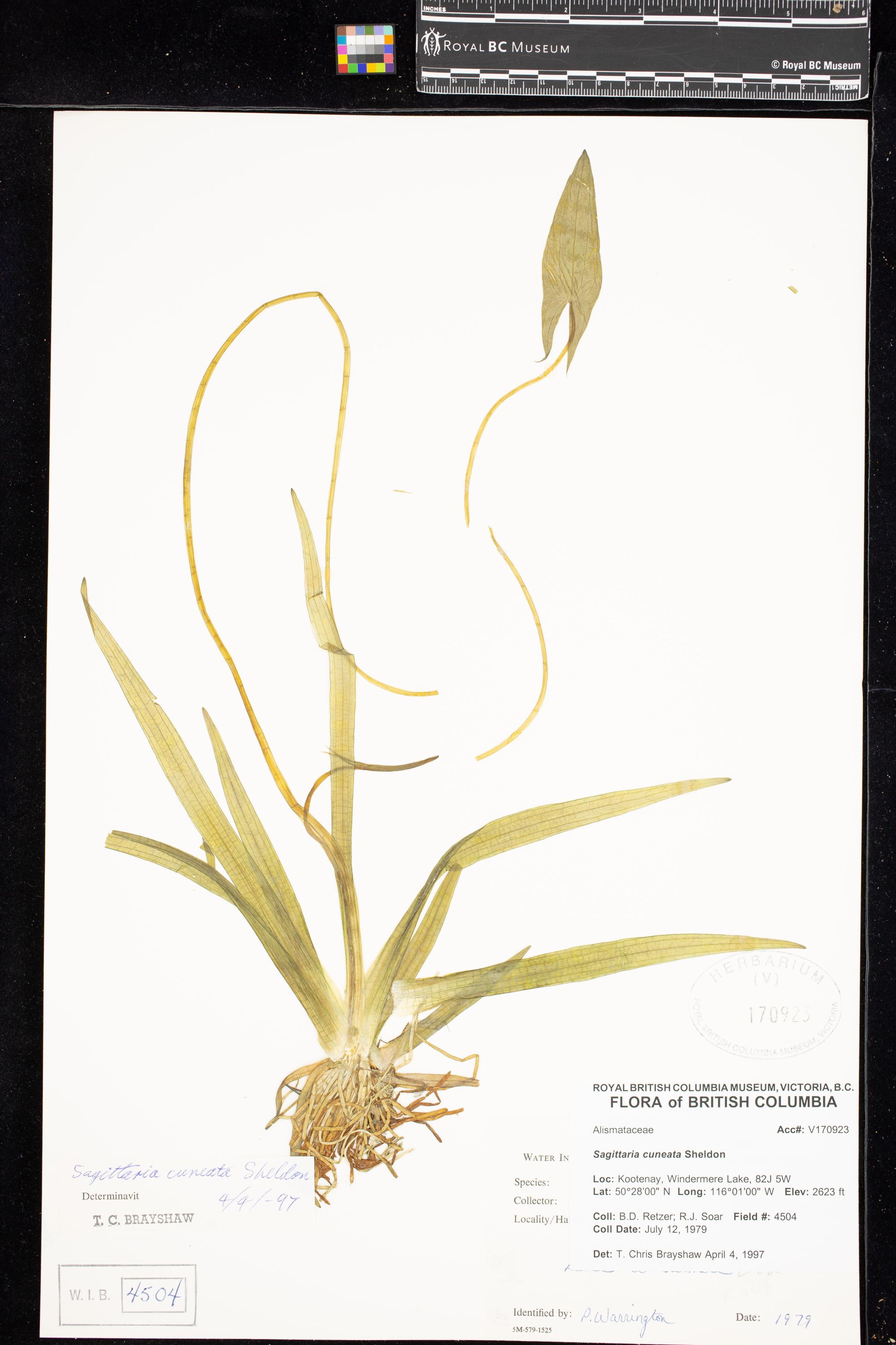 Image representing Sagittaria cuneata.