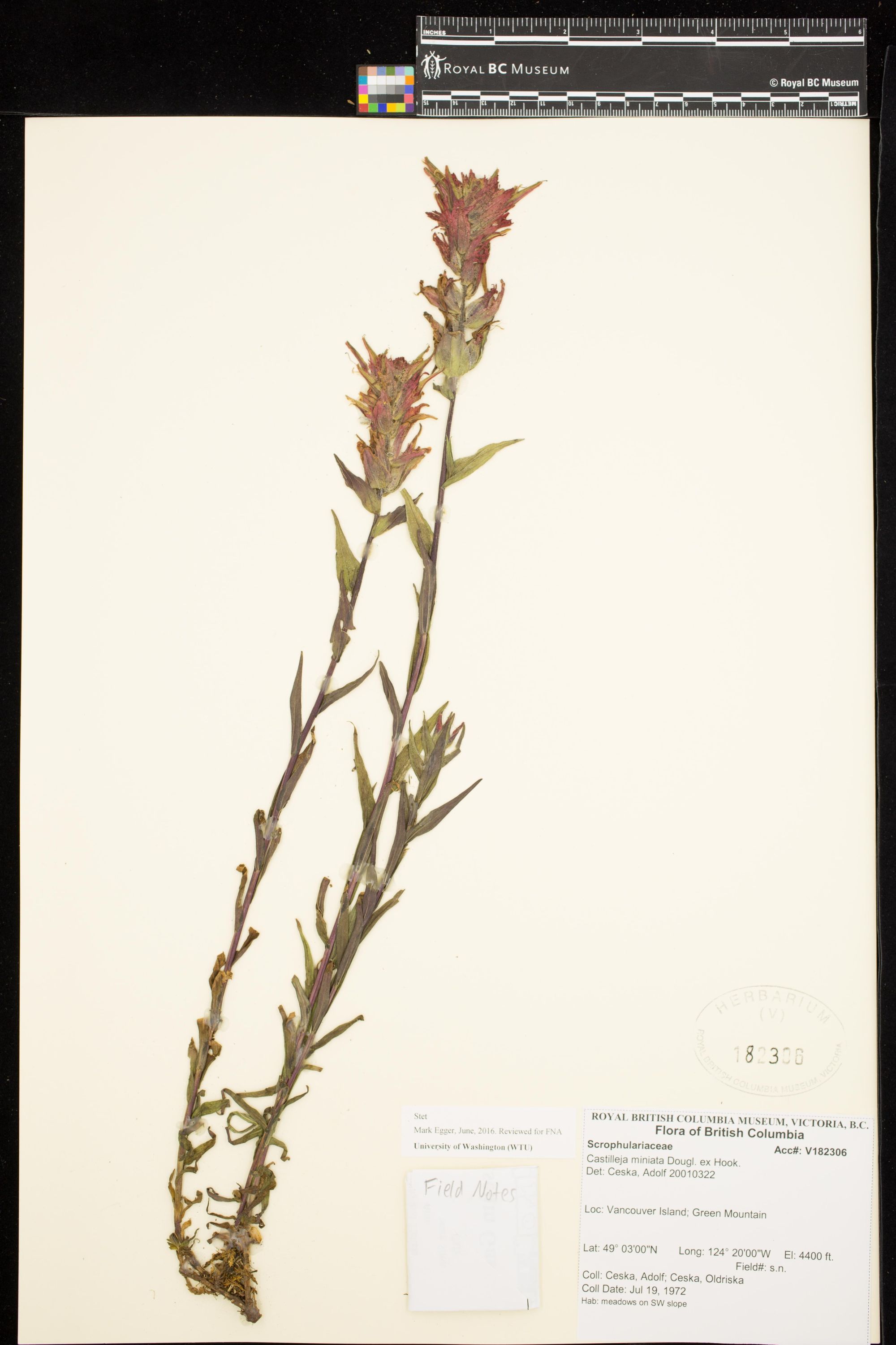 Image representing Castilleja miniata.