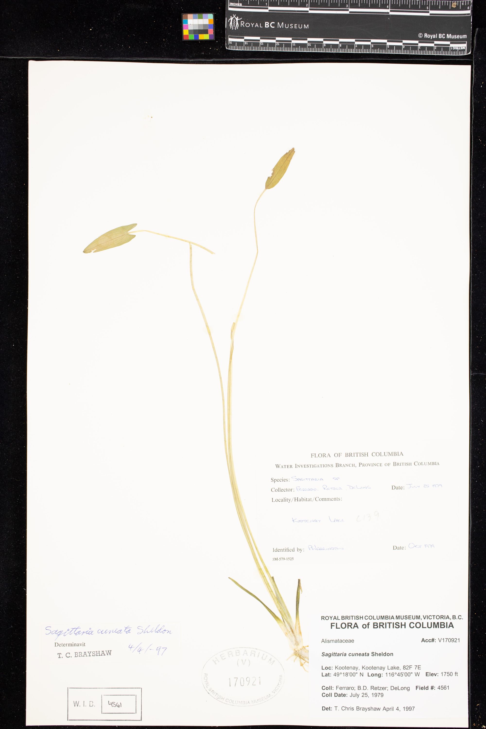 Image representing Sagittaria cuneata.