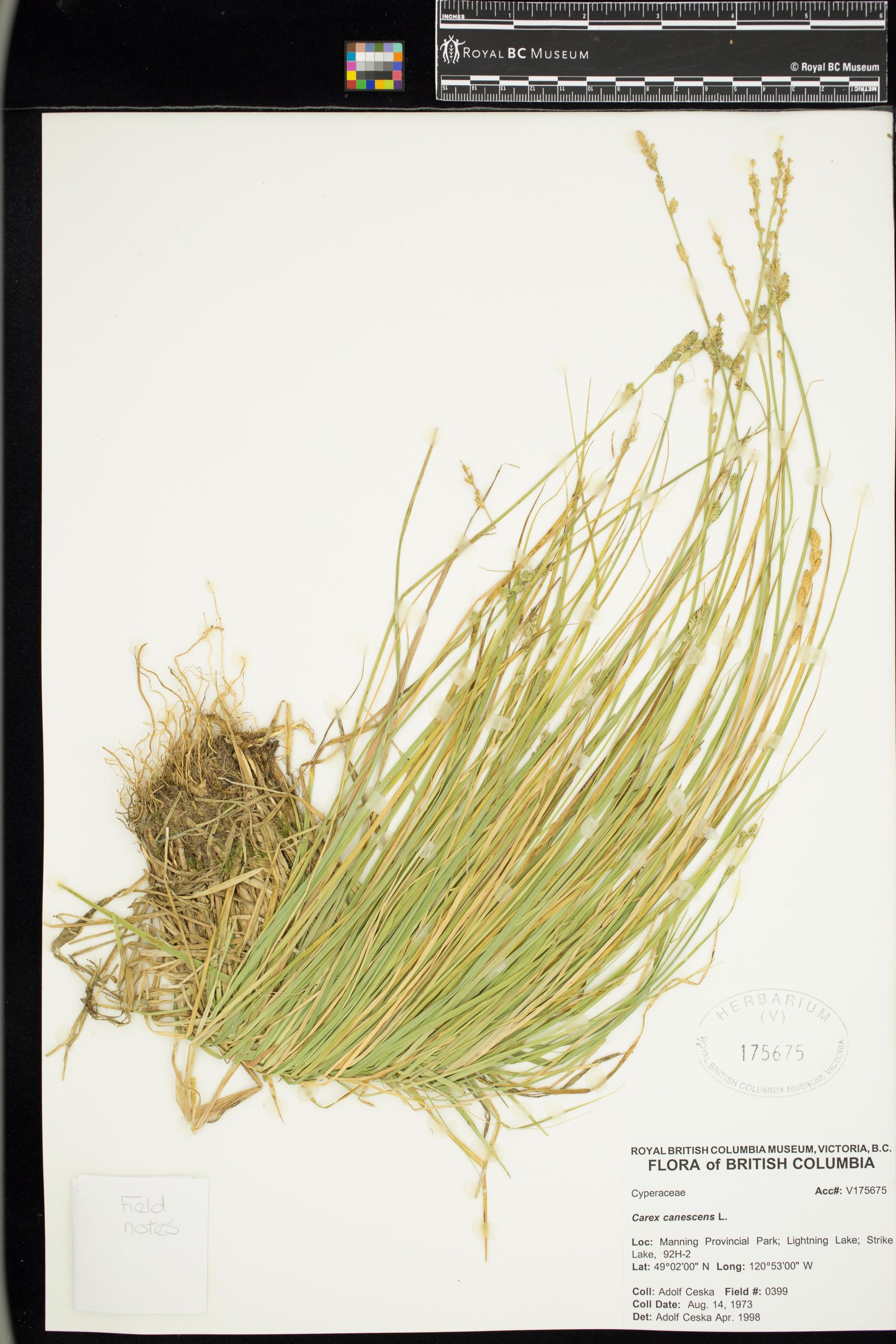 Image representing Carex canescens.