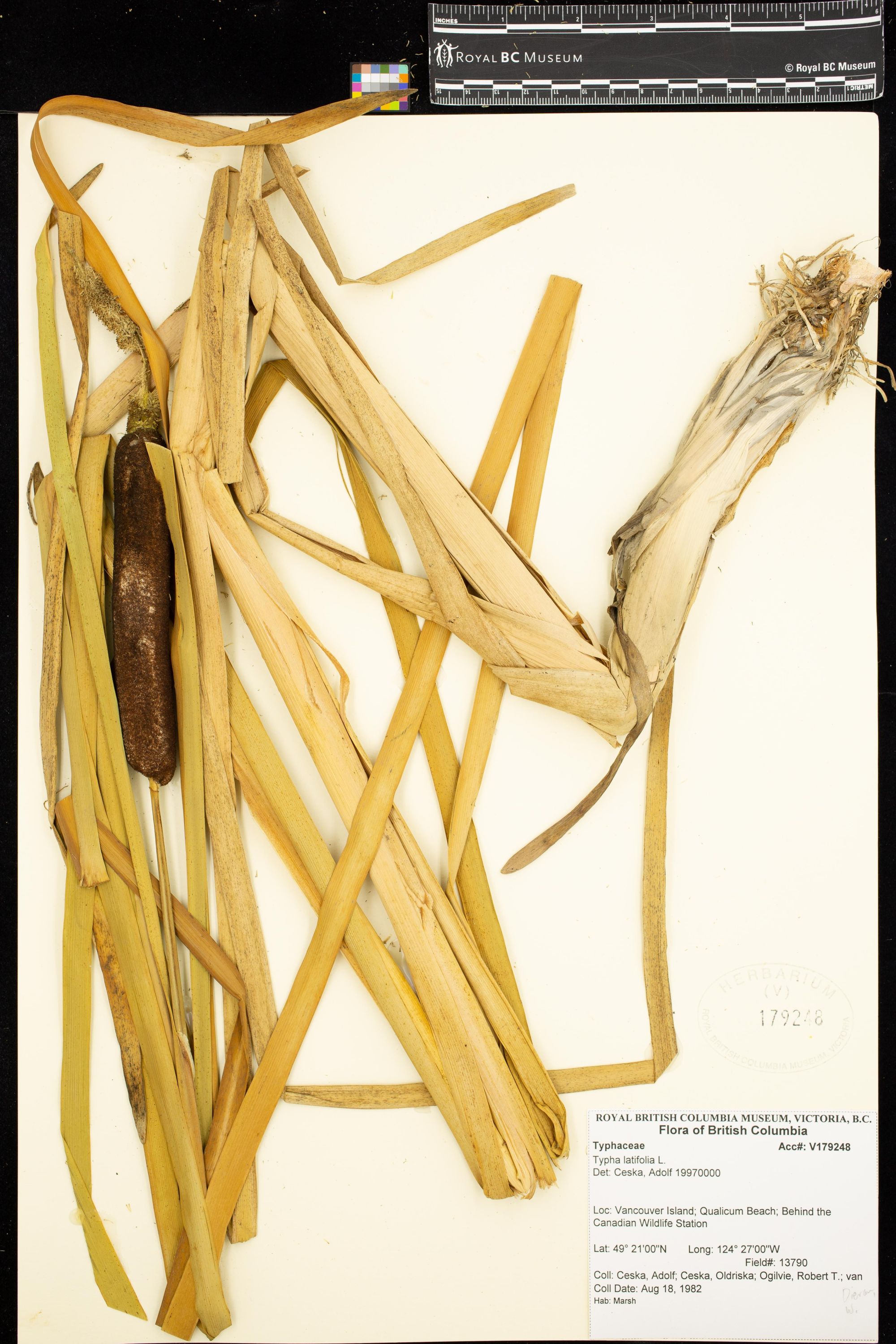 Image representing Typha latifolia.