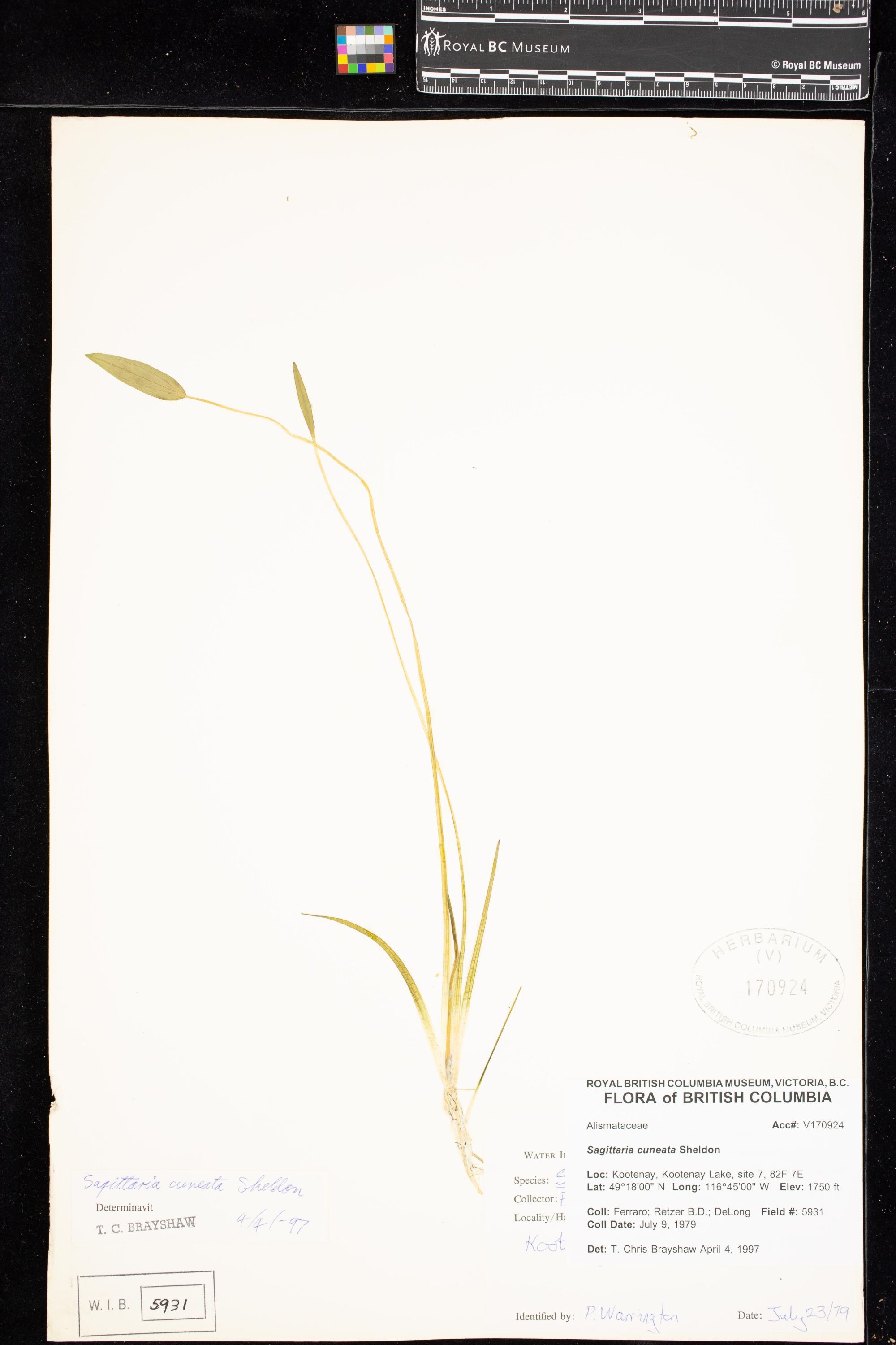 Image representing Sagittaria cuneata.