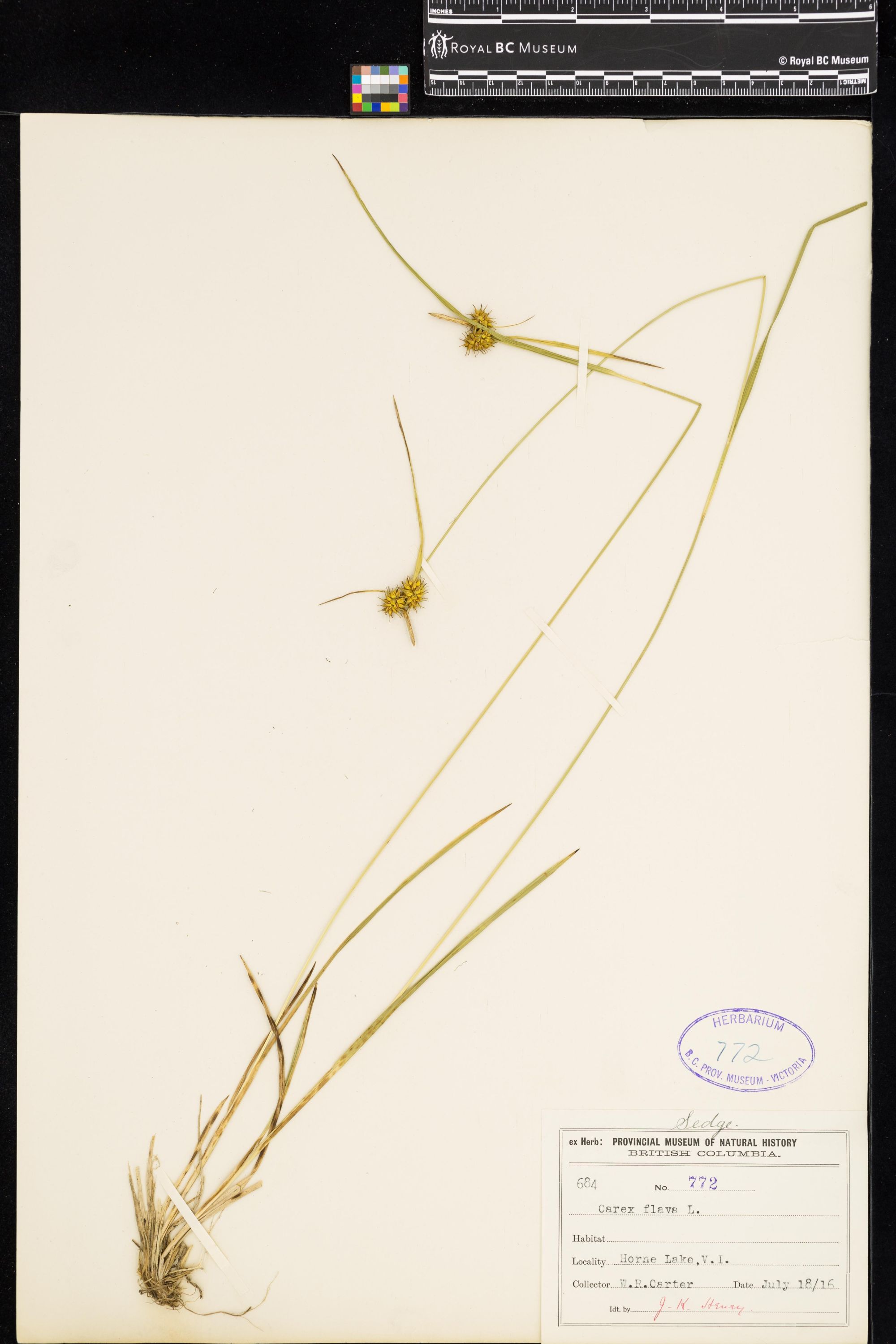 Image representing Carex flava.