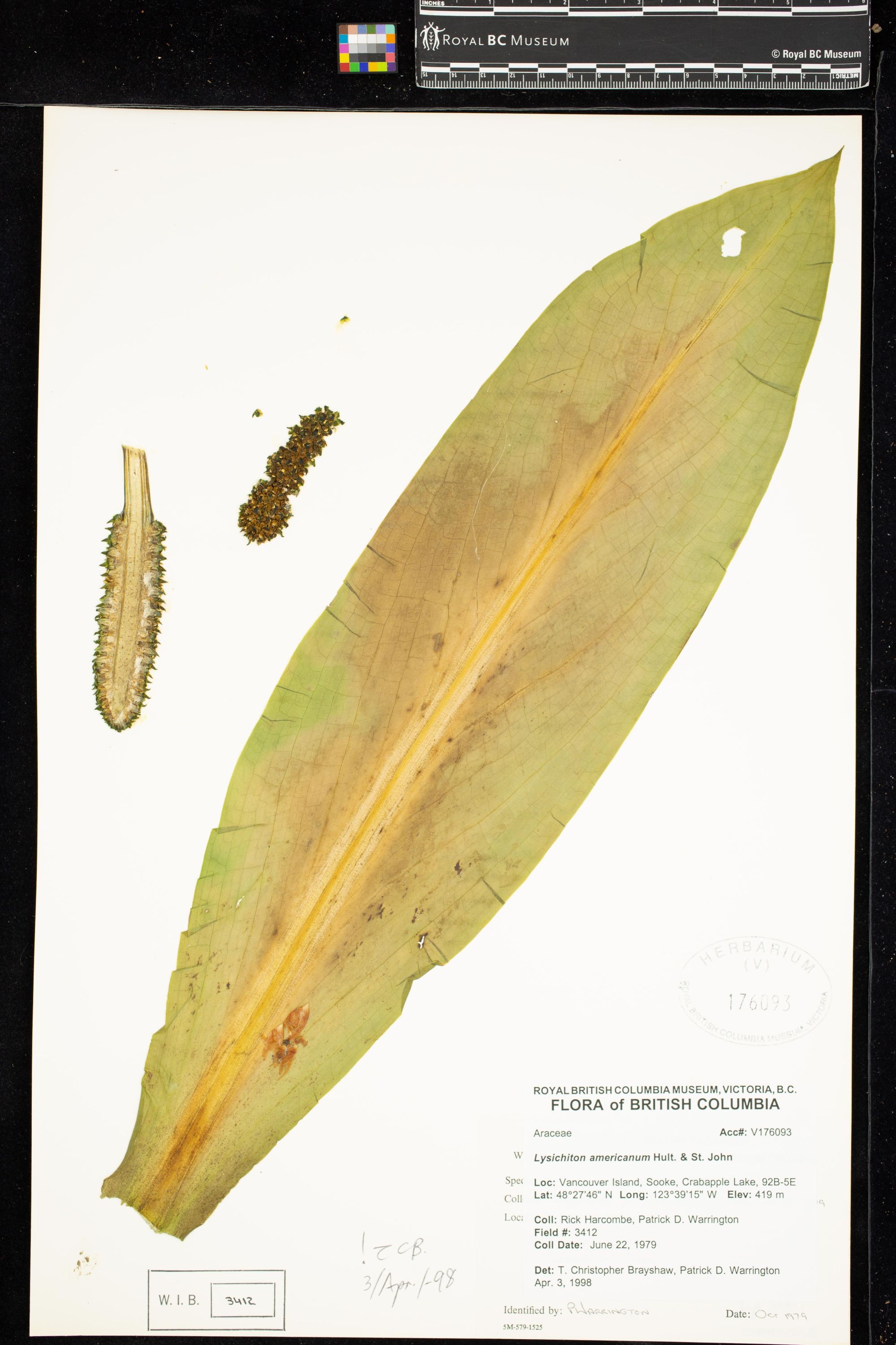 Image representing Lysichiton americanum.