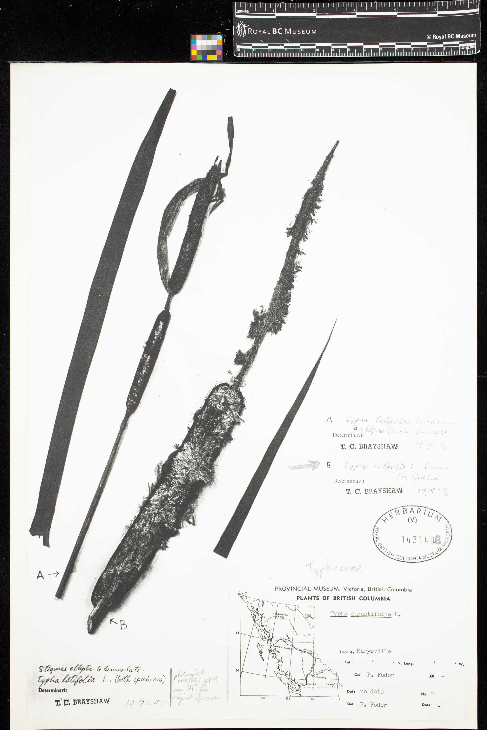 Image representing Typha angustifolia f. latifolia.