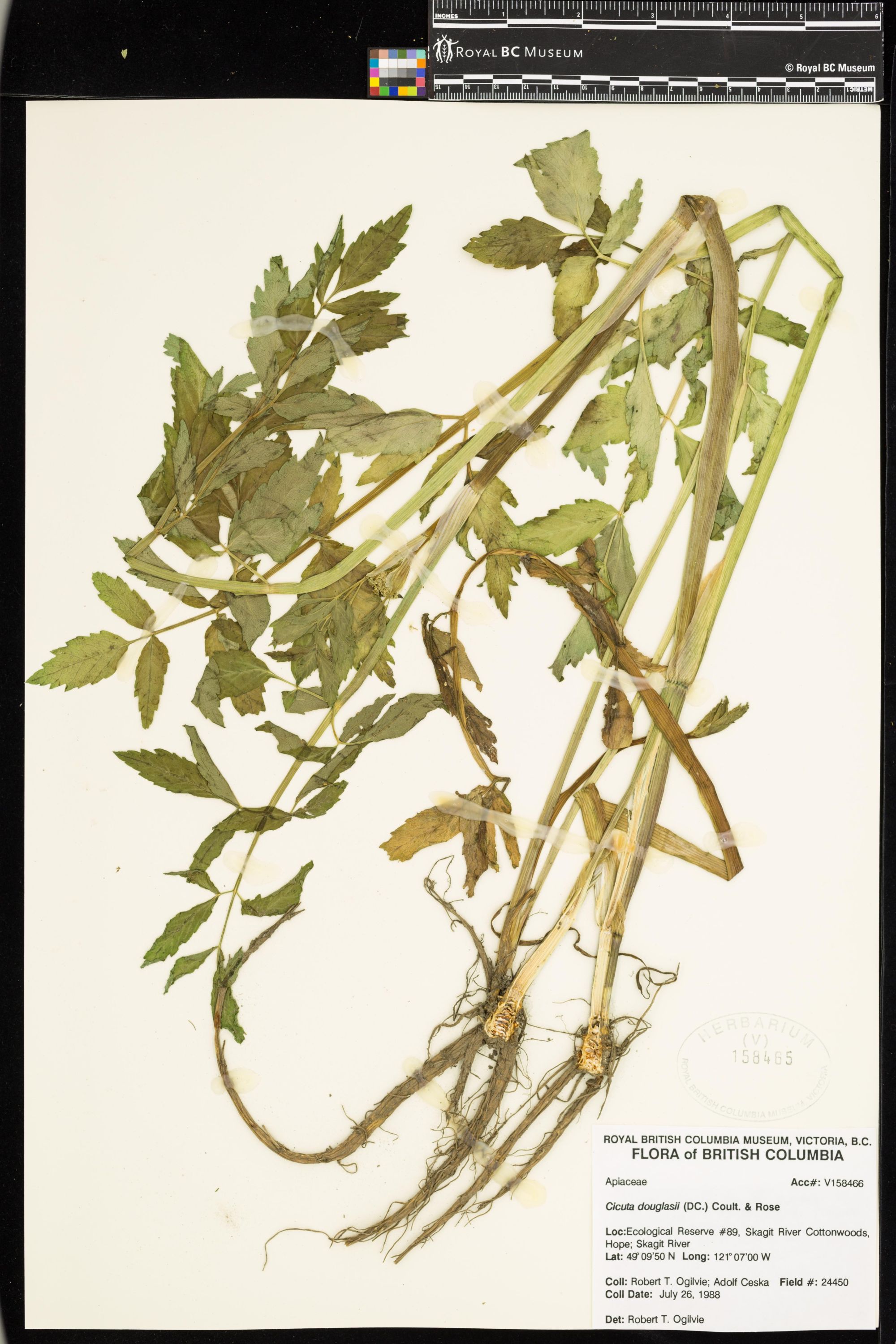 Image representing Montia parvifolia var. flagellaris.