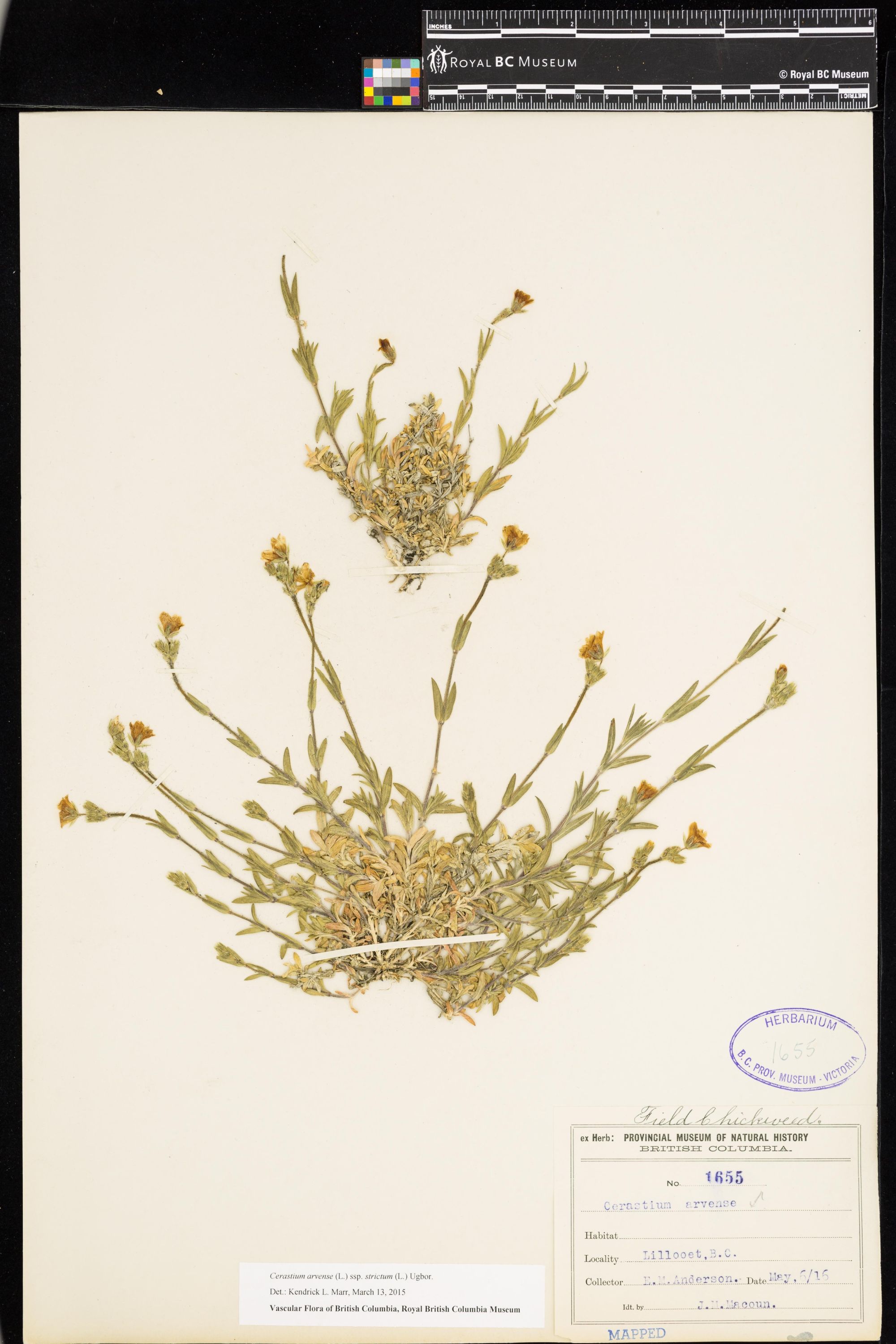 Image representing Cerastium arvense ssp. strictum.