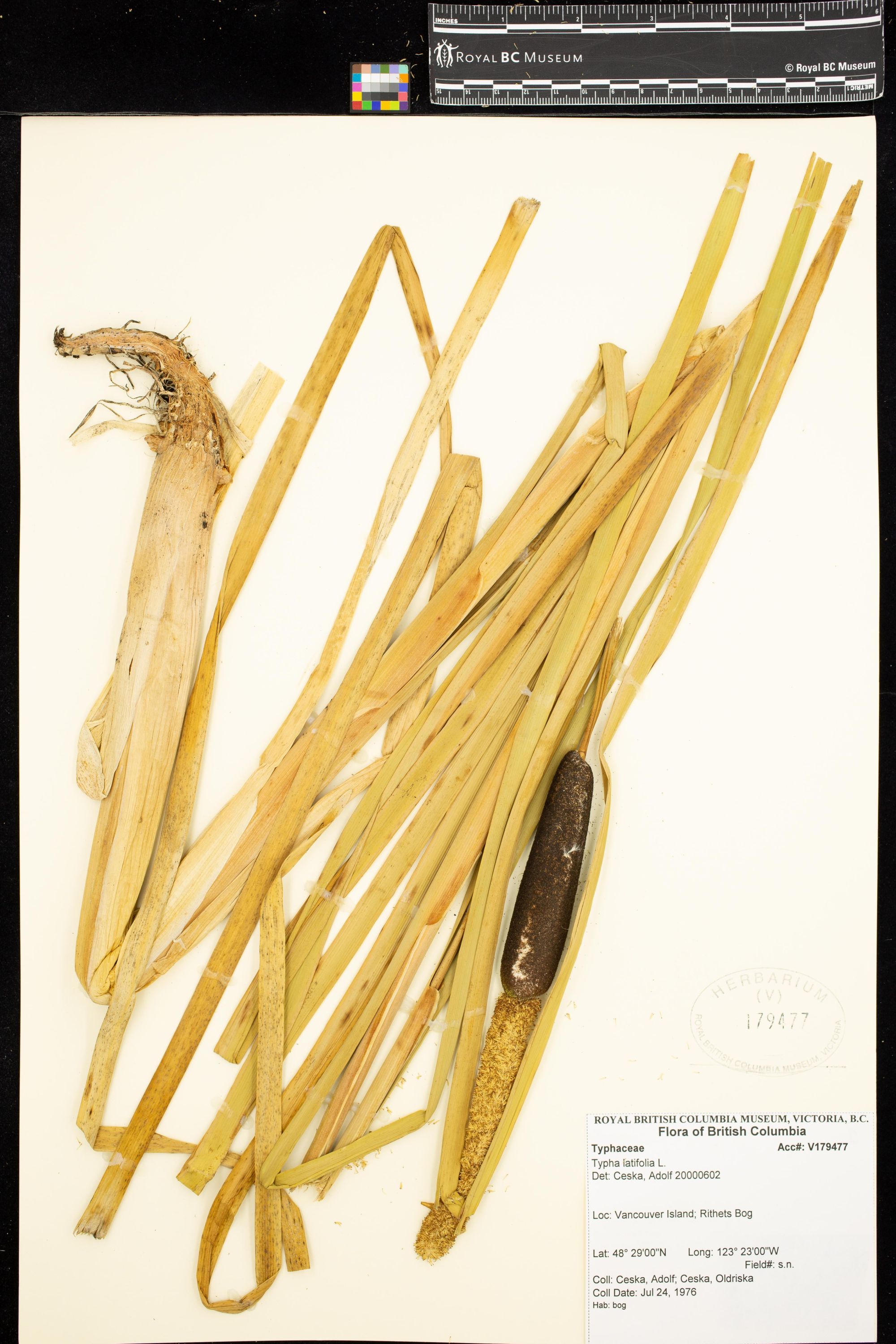 Image representing Typha latifolia.