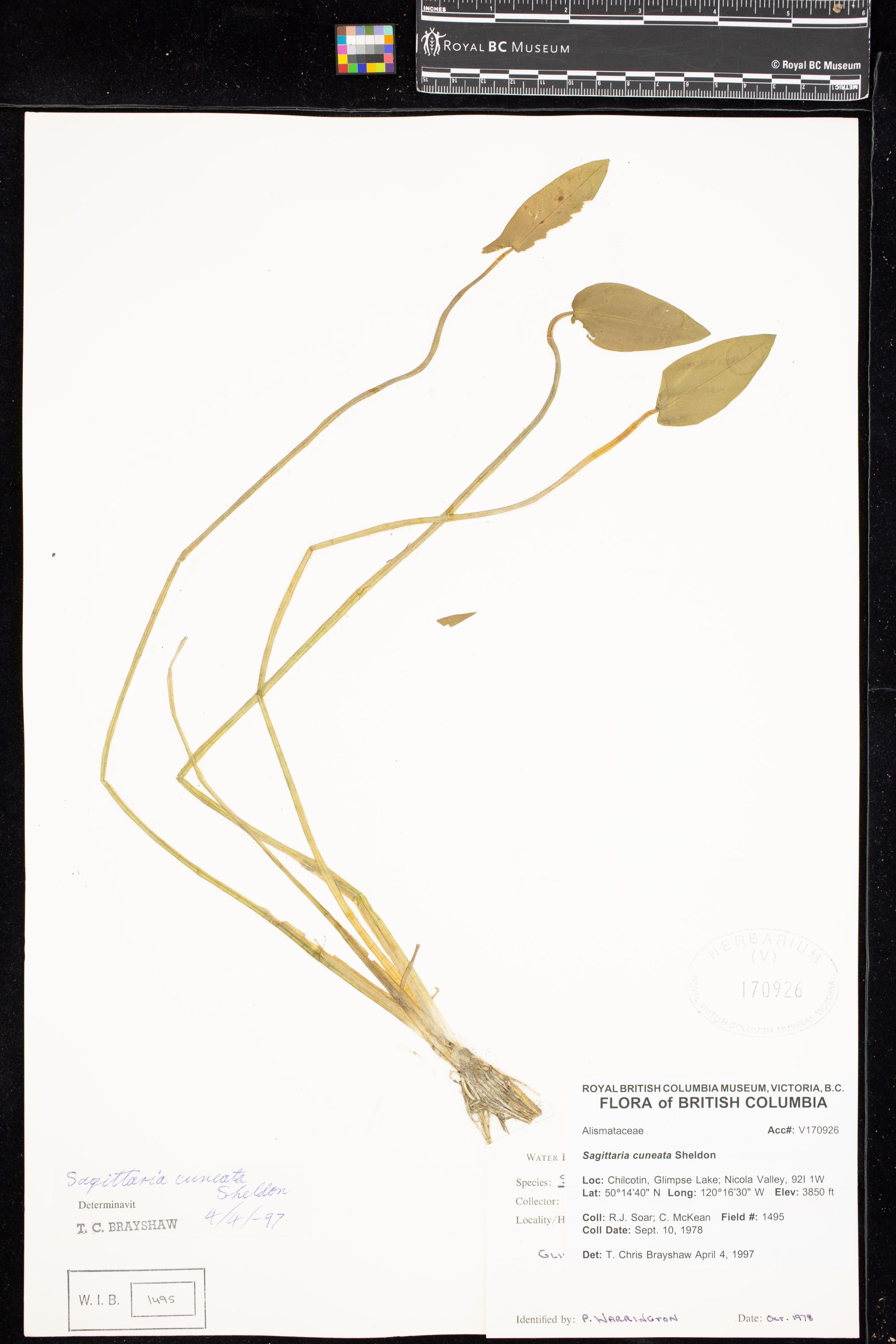 Image representing Sagittaria cuneata.