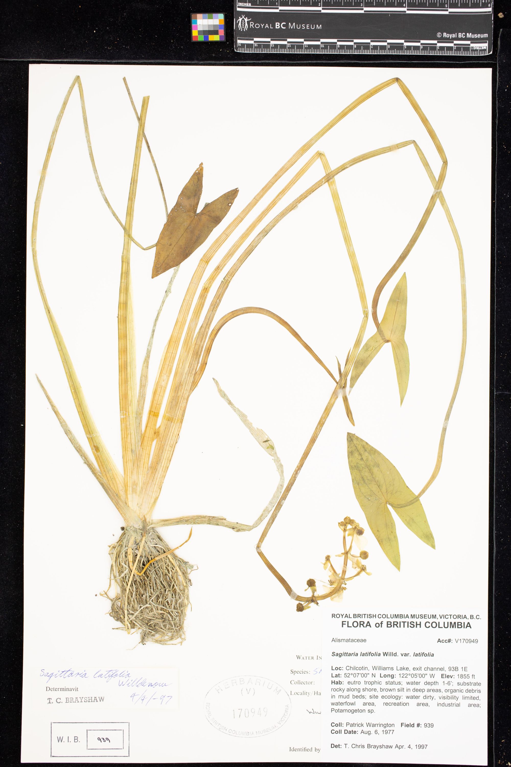 Image representing Sagittaria latifolia var. latifolia.