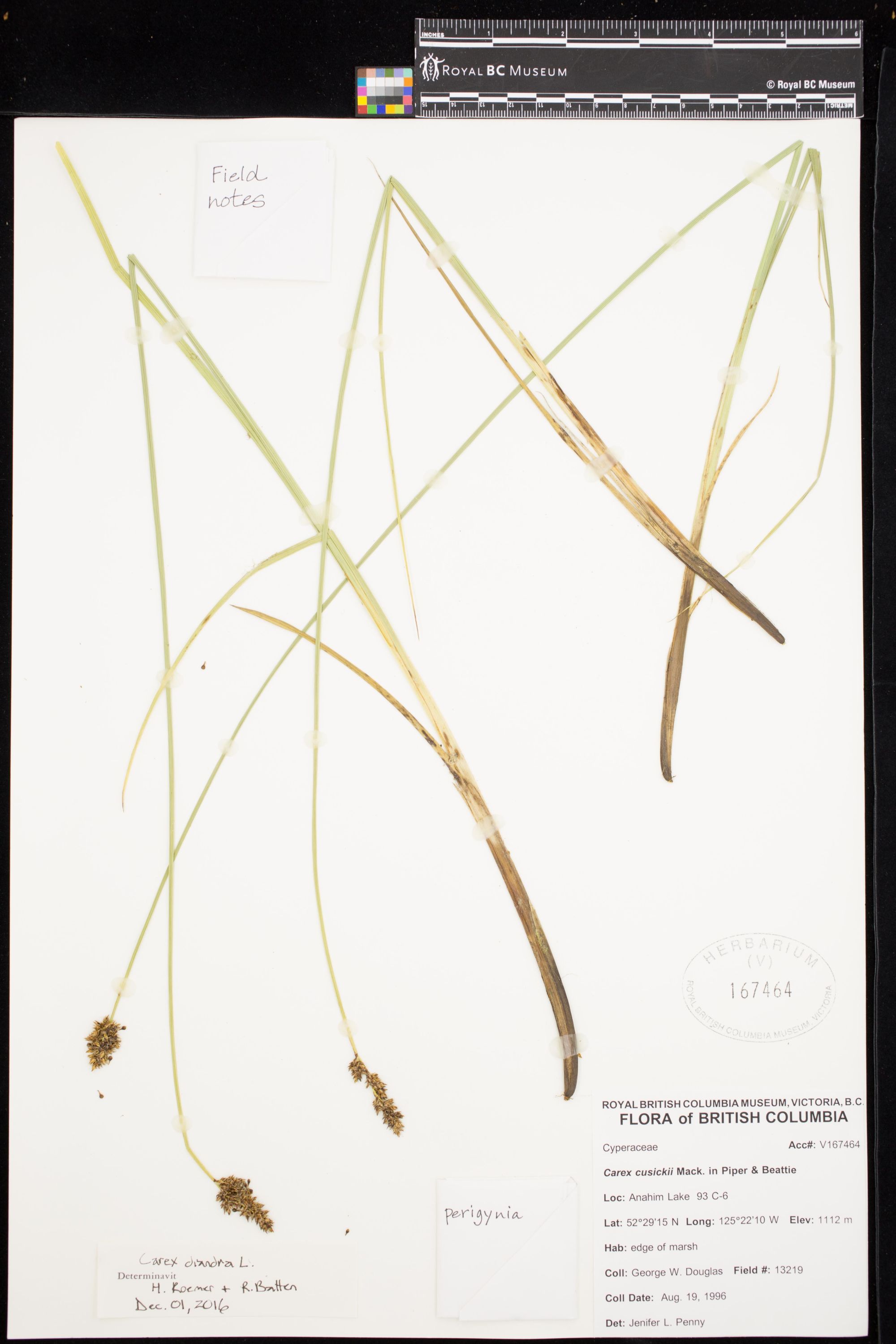 Image representing Carex diandra.