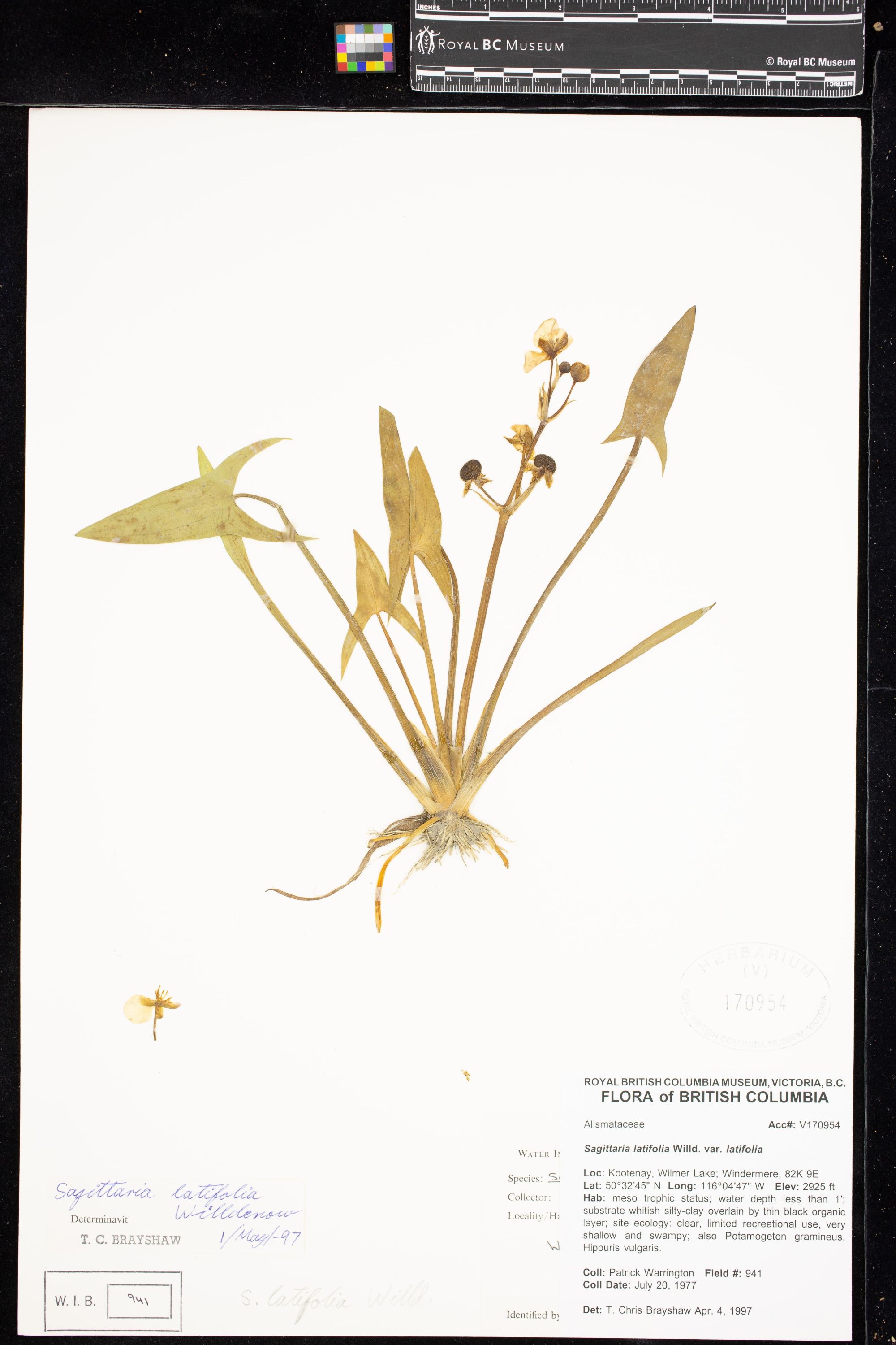 Image representing Sagittaria latifolia var. latifolia.