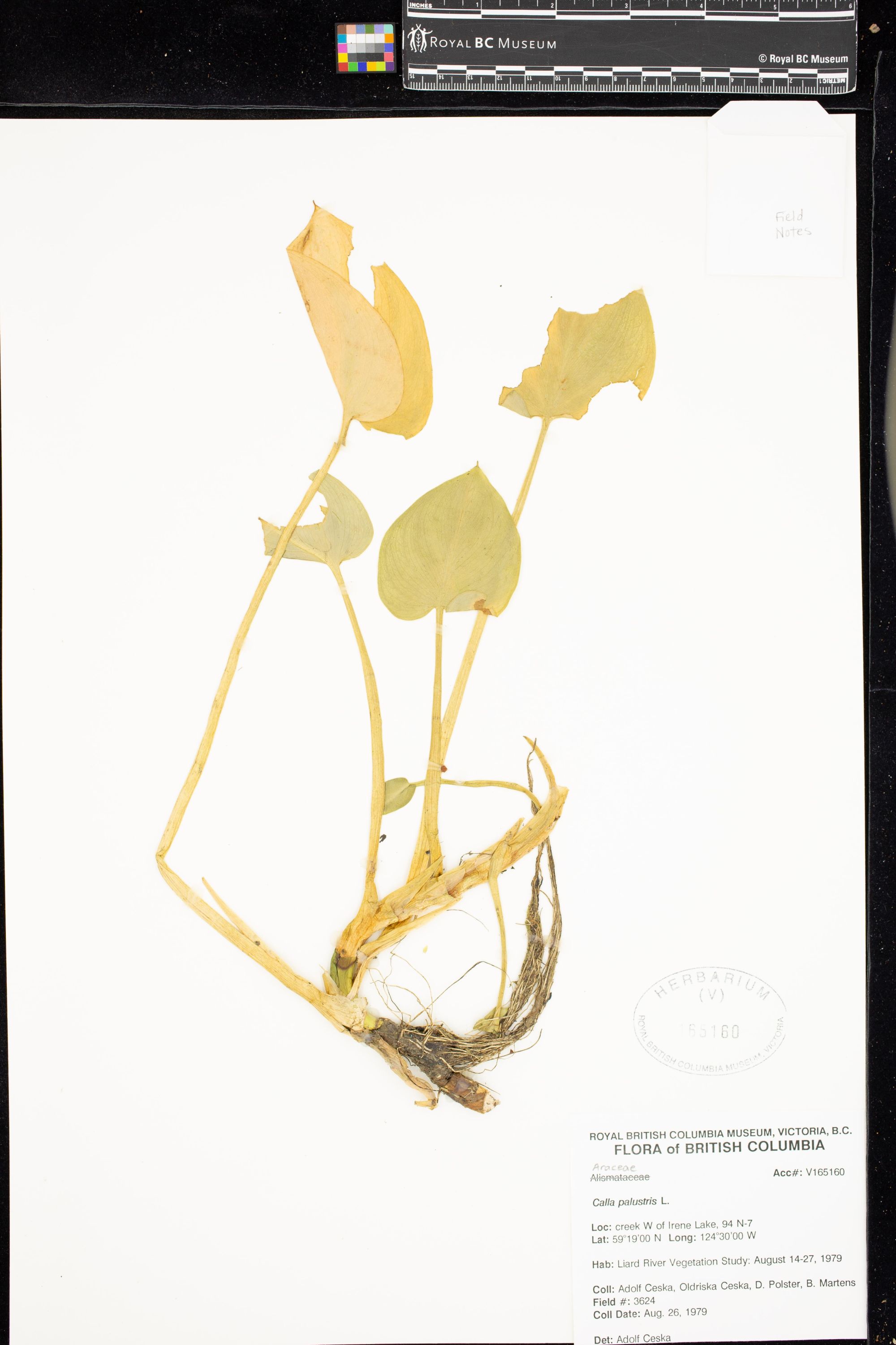 Image representing Calla palustris.