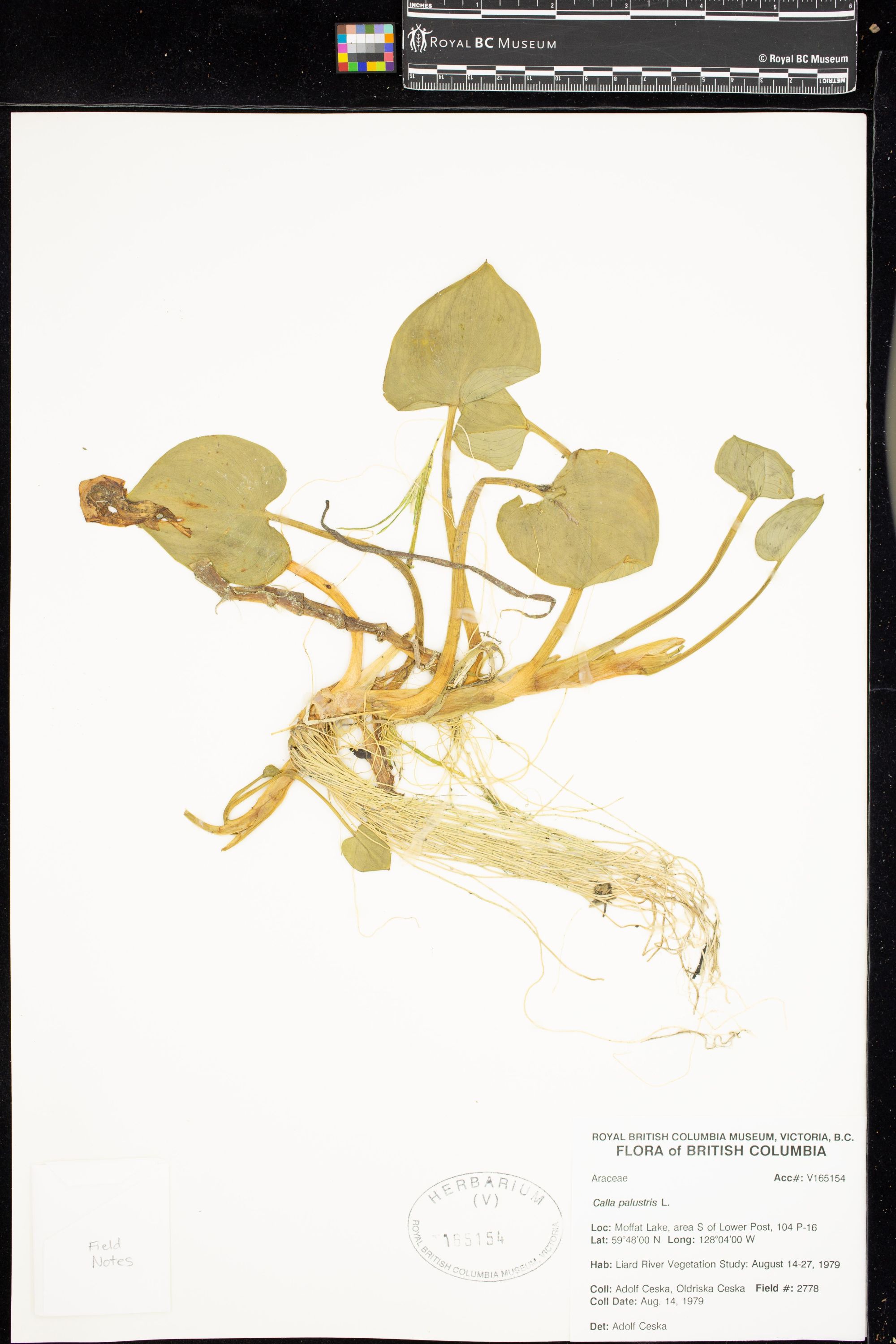 Image representing Calla palustris.