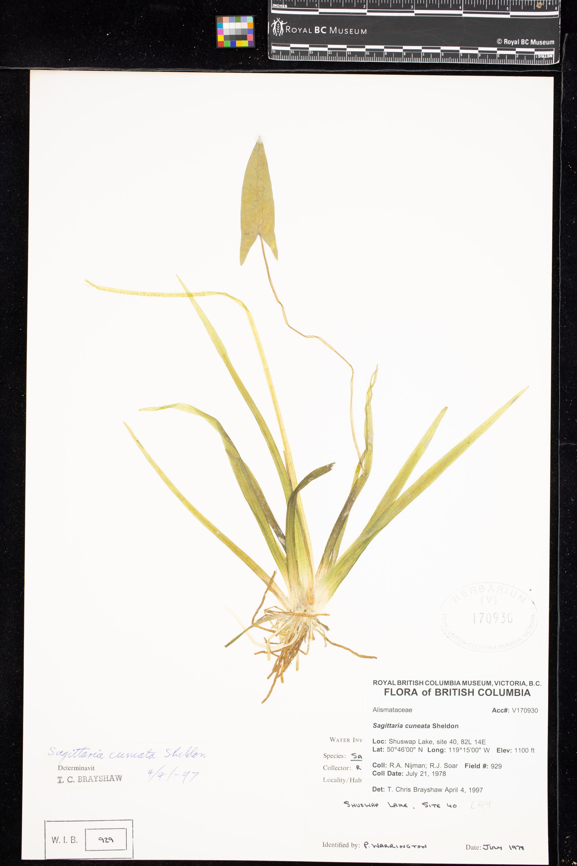 Image representing Sagittaria cuneata.