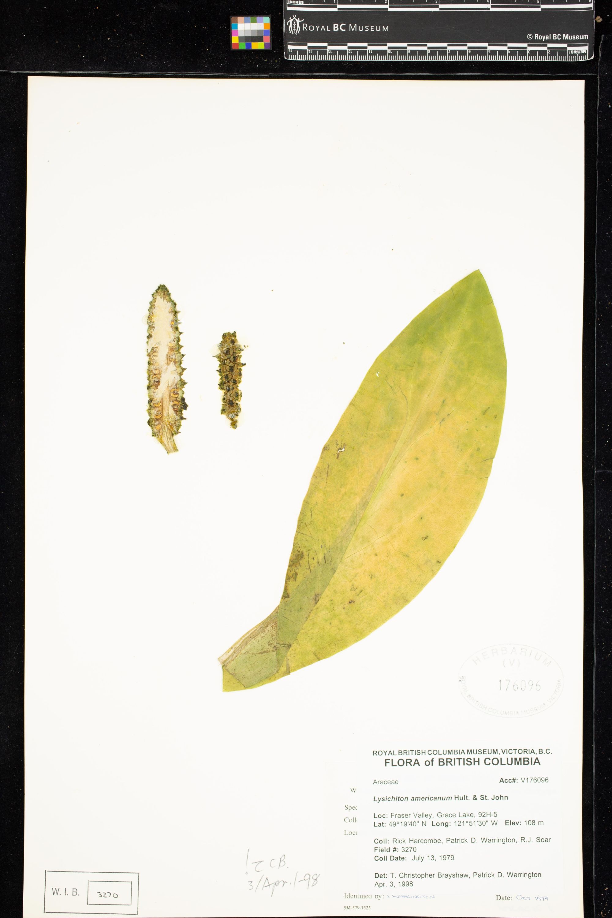 Image representing Lysichiton americanum.