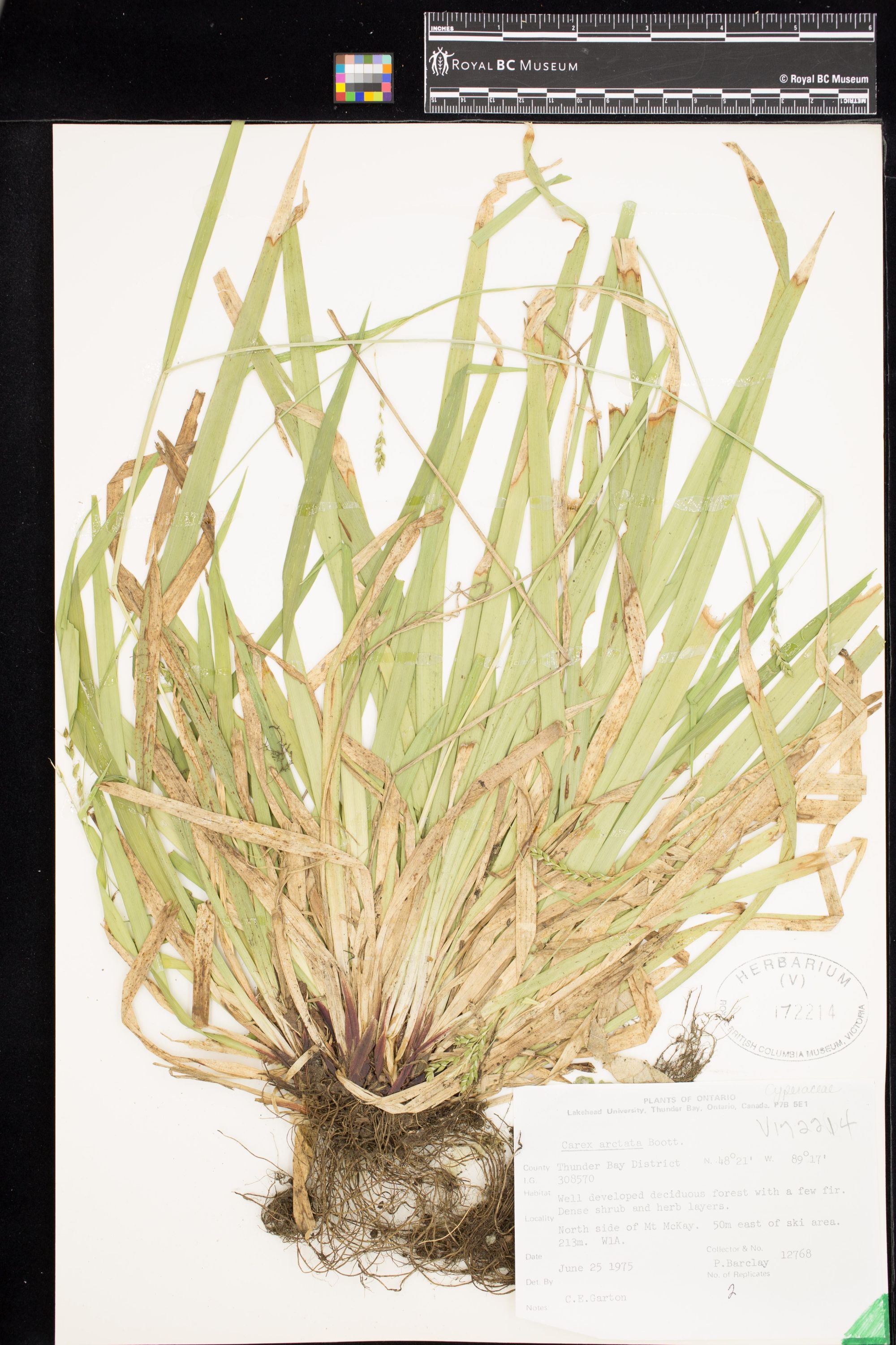 Image representing Cornus stolonifera.